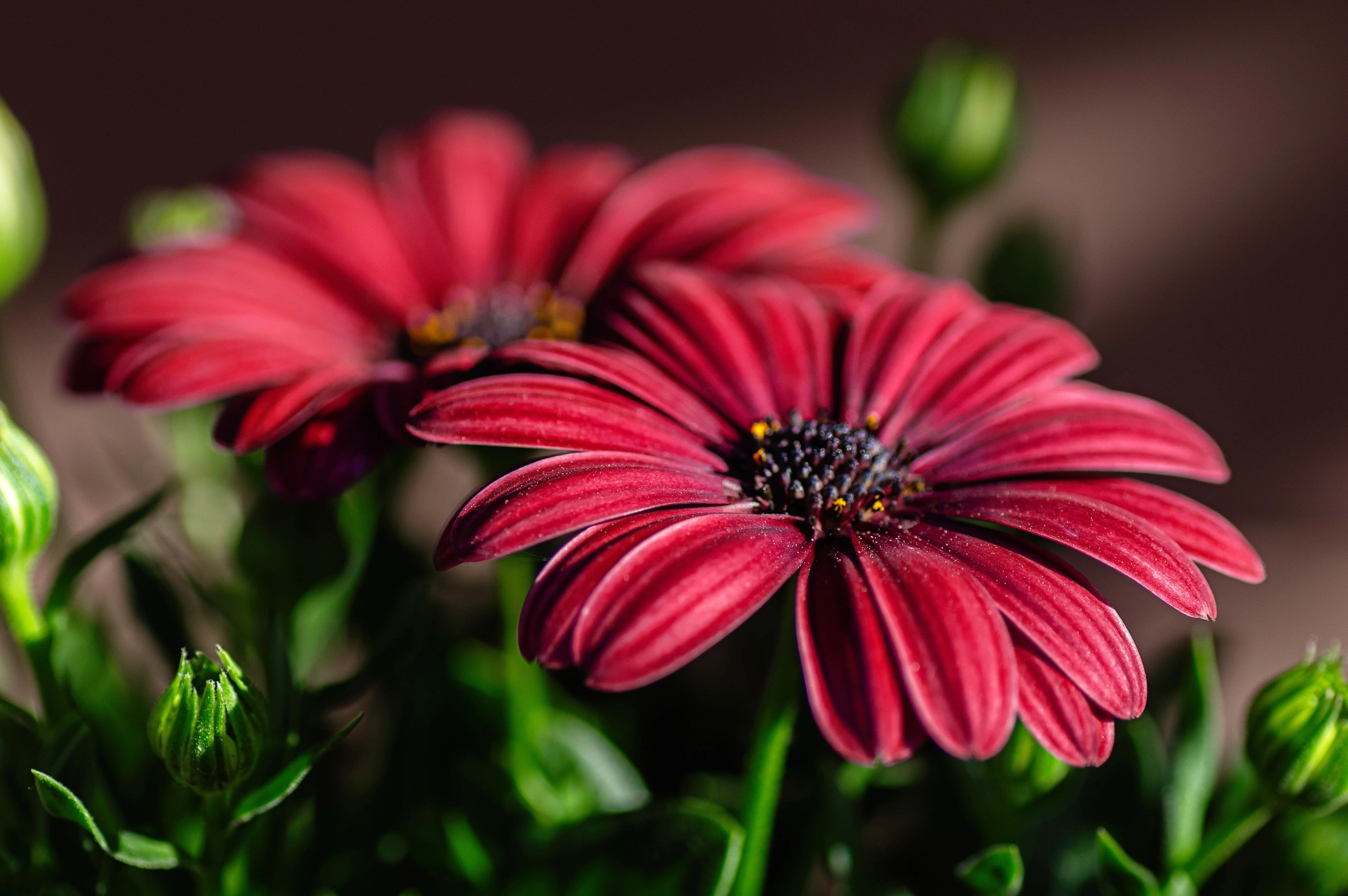 20 MIXED COLORS OSTEOSPERMUM Ecklonis African Cape Daisy Flower Seeds - Image 10