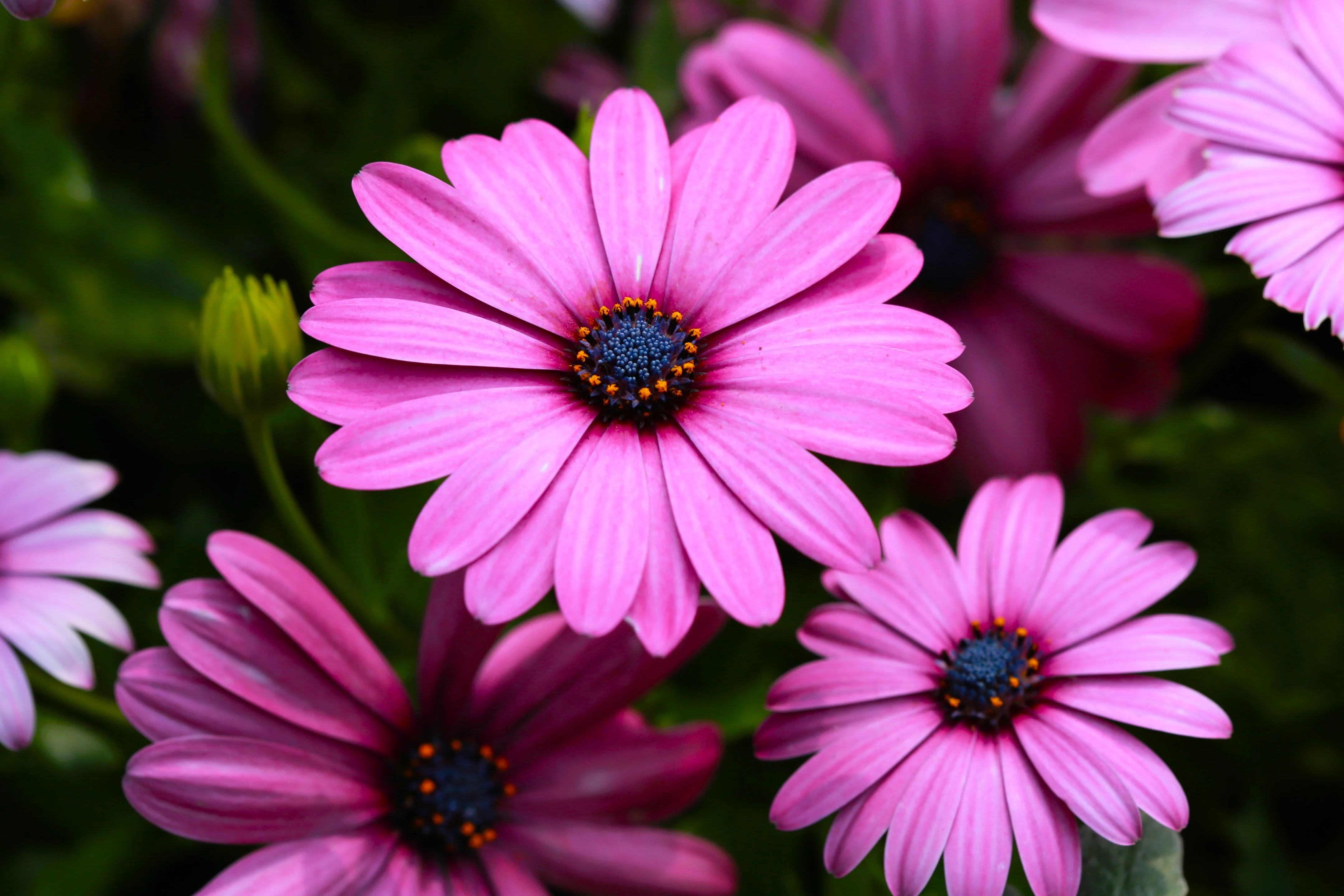 20 MIXED COLORS OSTEOSPERMUM Ecklonis African Cape Daisy Flower Seeds - Image 12