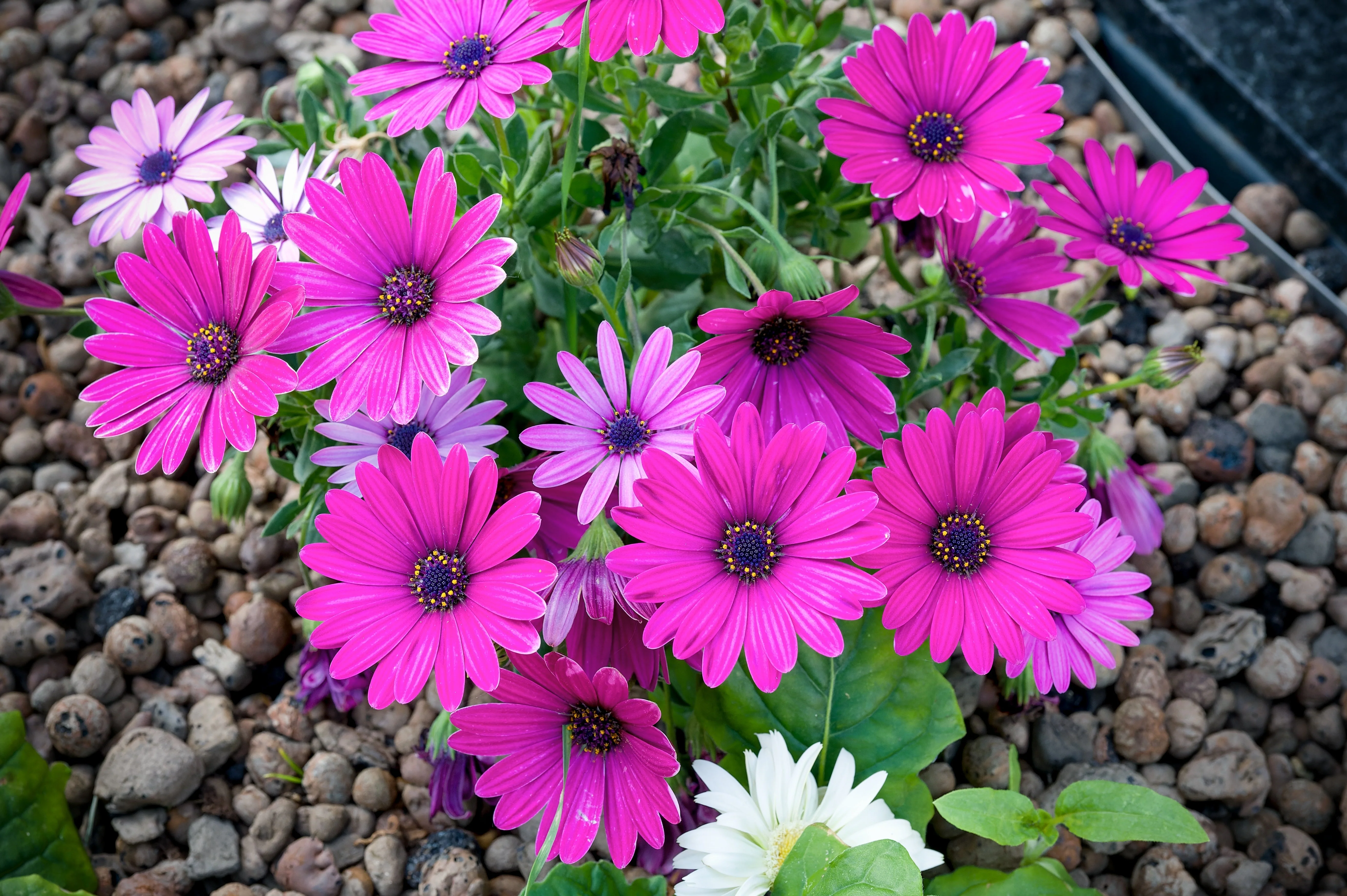 20 MIXED COLORS OSTEOSPERMUM Ecklonis African Cape Daisy Flower Seeds - Image 9