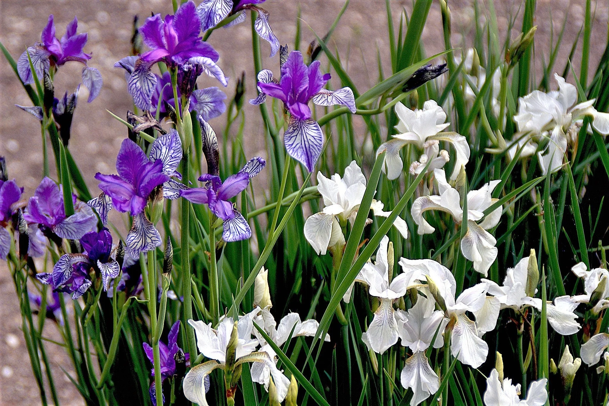 20 MIXED SIBERIAN IRIS Sibirica Iris Bicolor Blue Red White Purple Siberian Flag Flower Seeds - Image 10