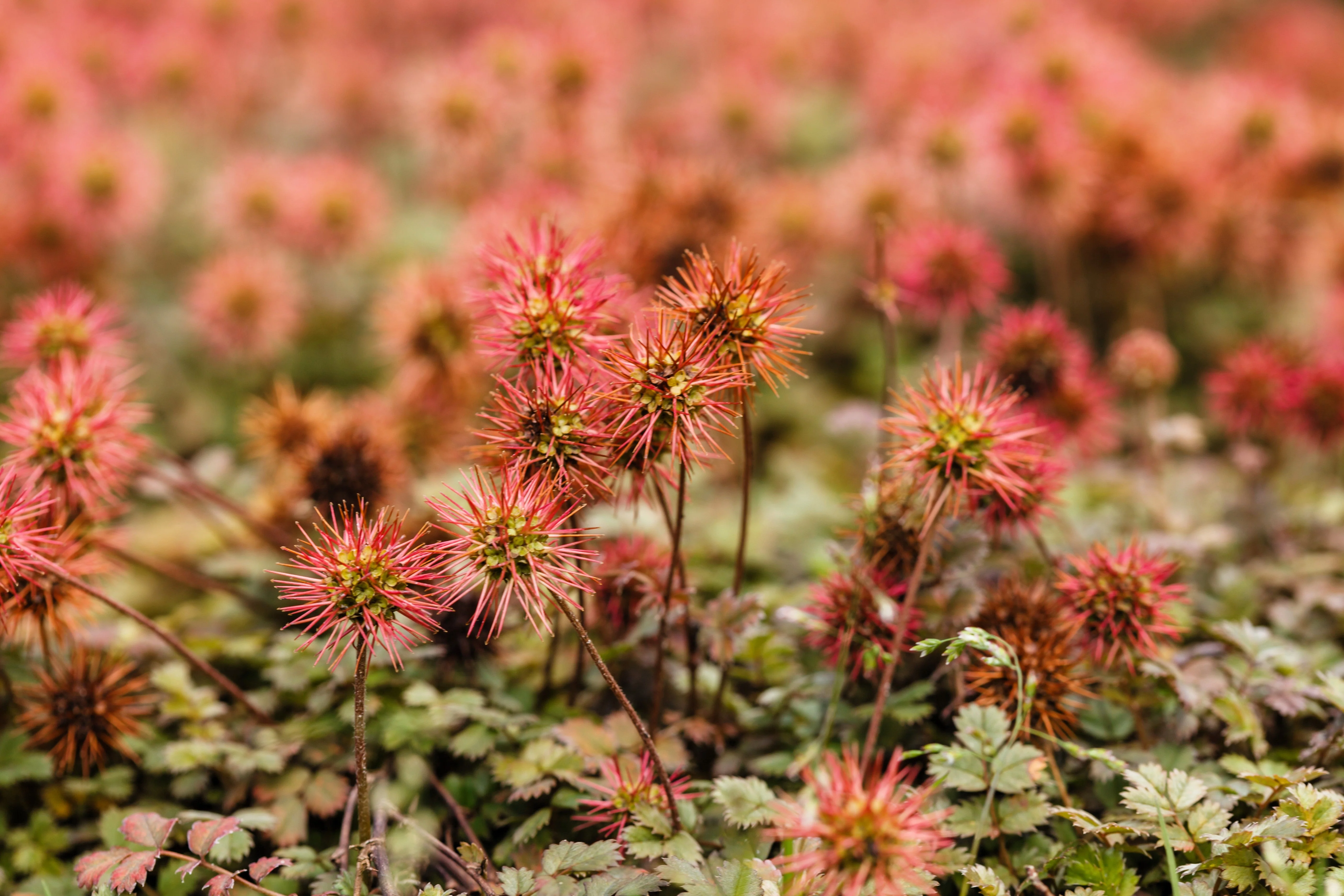 20 NEW ZEALAND BURRS Scarlet Piripiri Acaena Microphylla Flower Ground Cover Seeds - Image 3