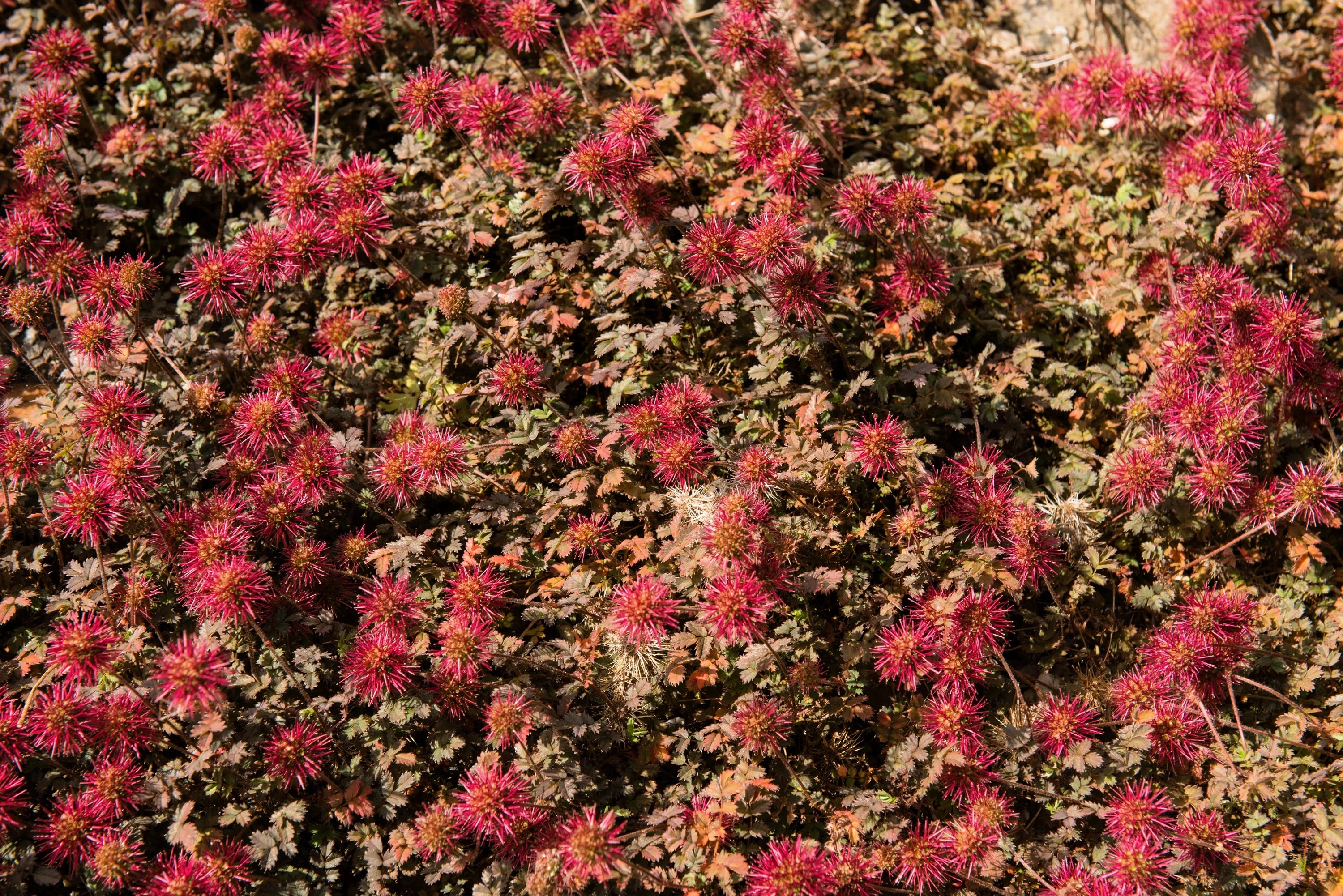 20 NEW ZEALAND BURRS Scarlet Piripiri Acaena Microphylla Flower Ground Cover Seeds - Image 4