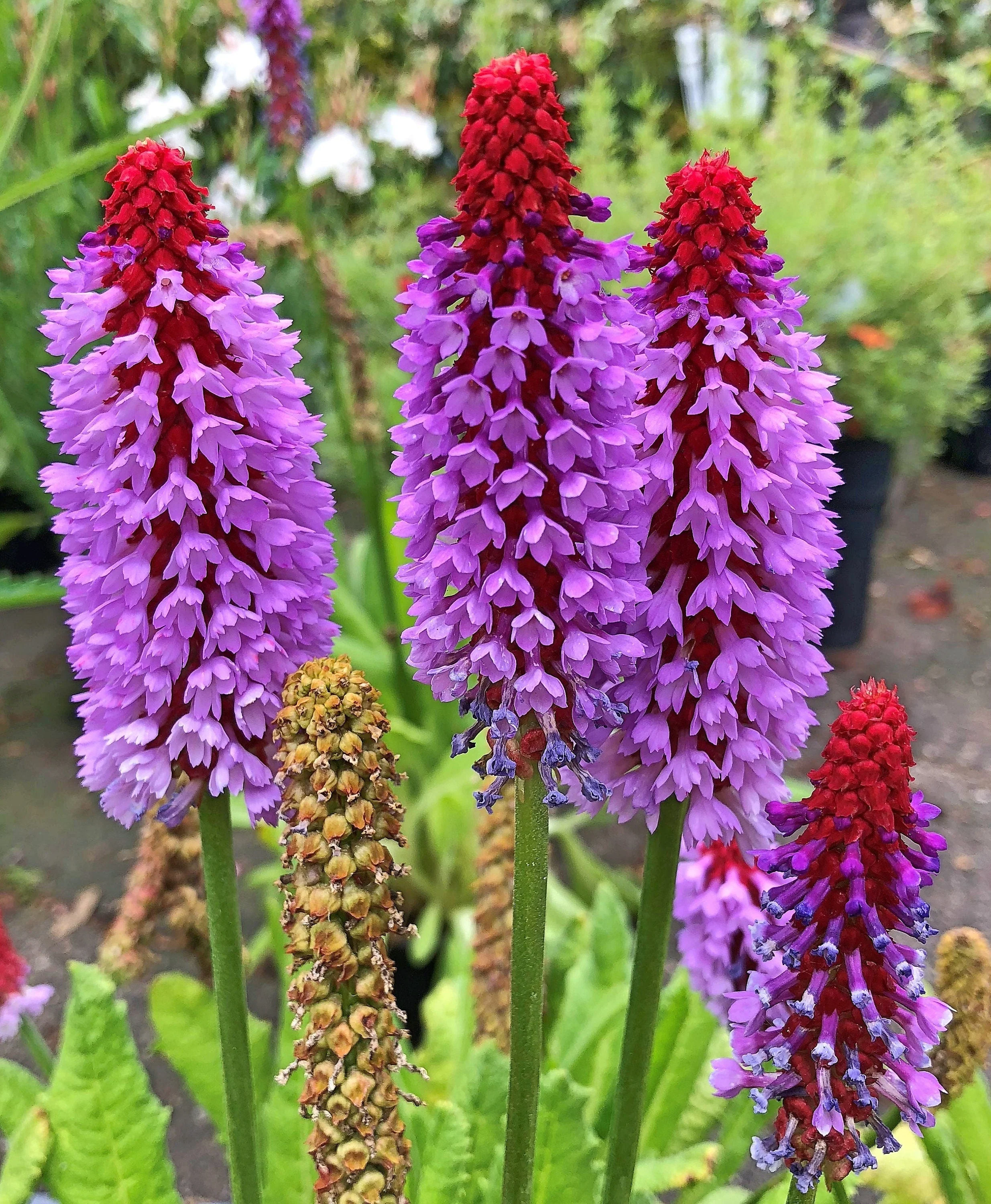 20 ORCHID PRIMROSE Primula Vialii Red Hot Poker Red Pink Purple Shade Wet Flower Seeds - Image 4