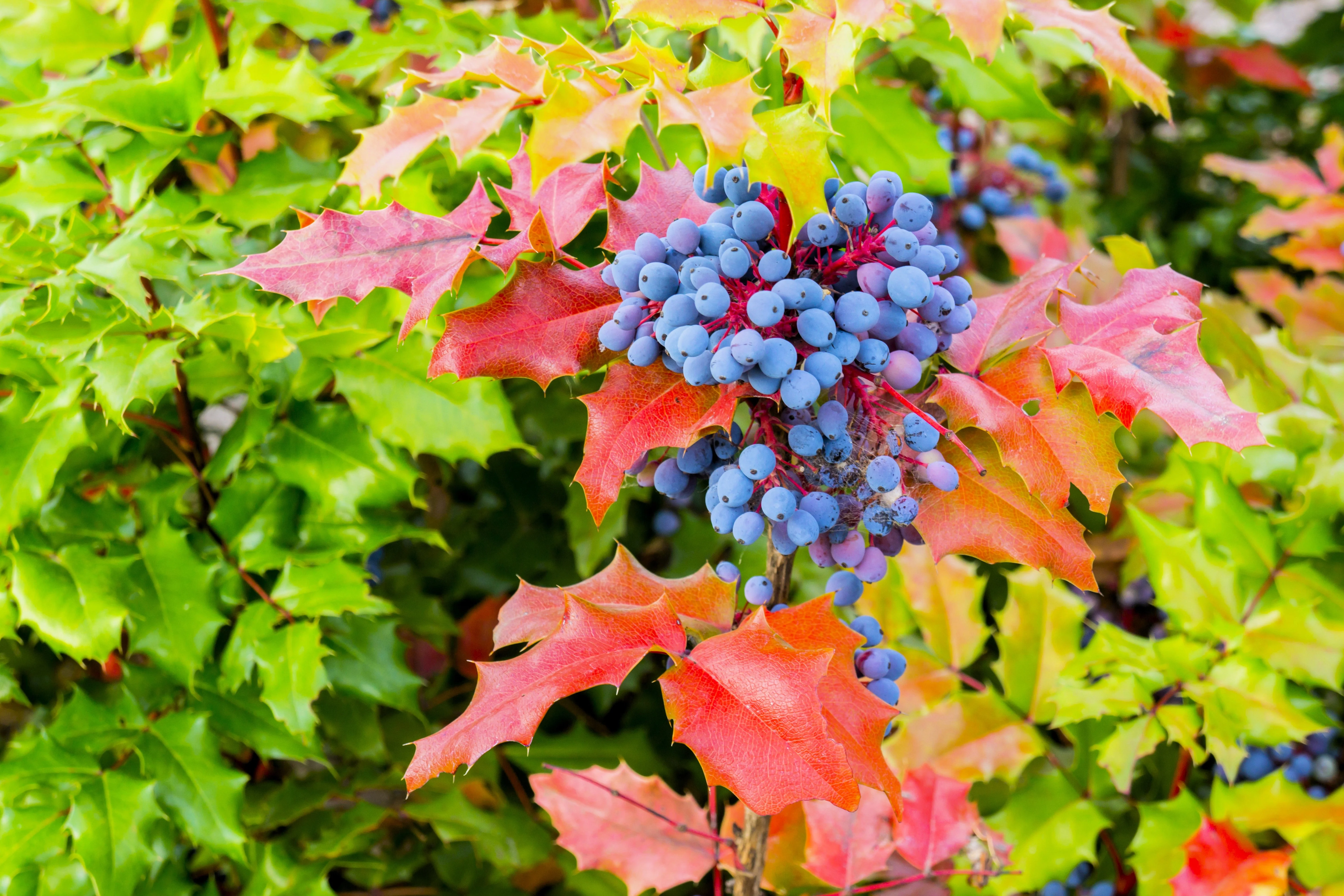 20 OREGON GRAPE Holly Fruit Vine Hollyleaved Barberry Mahonia Aquifolium Seeds - Image 7