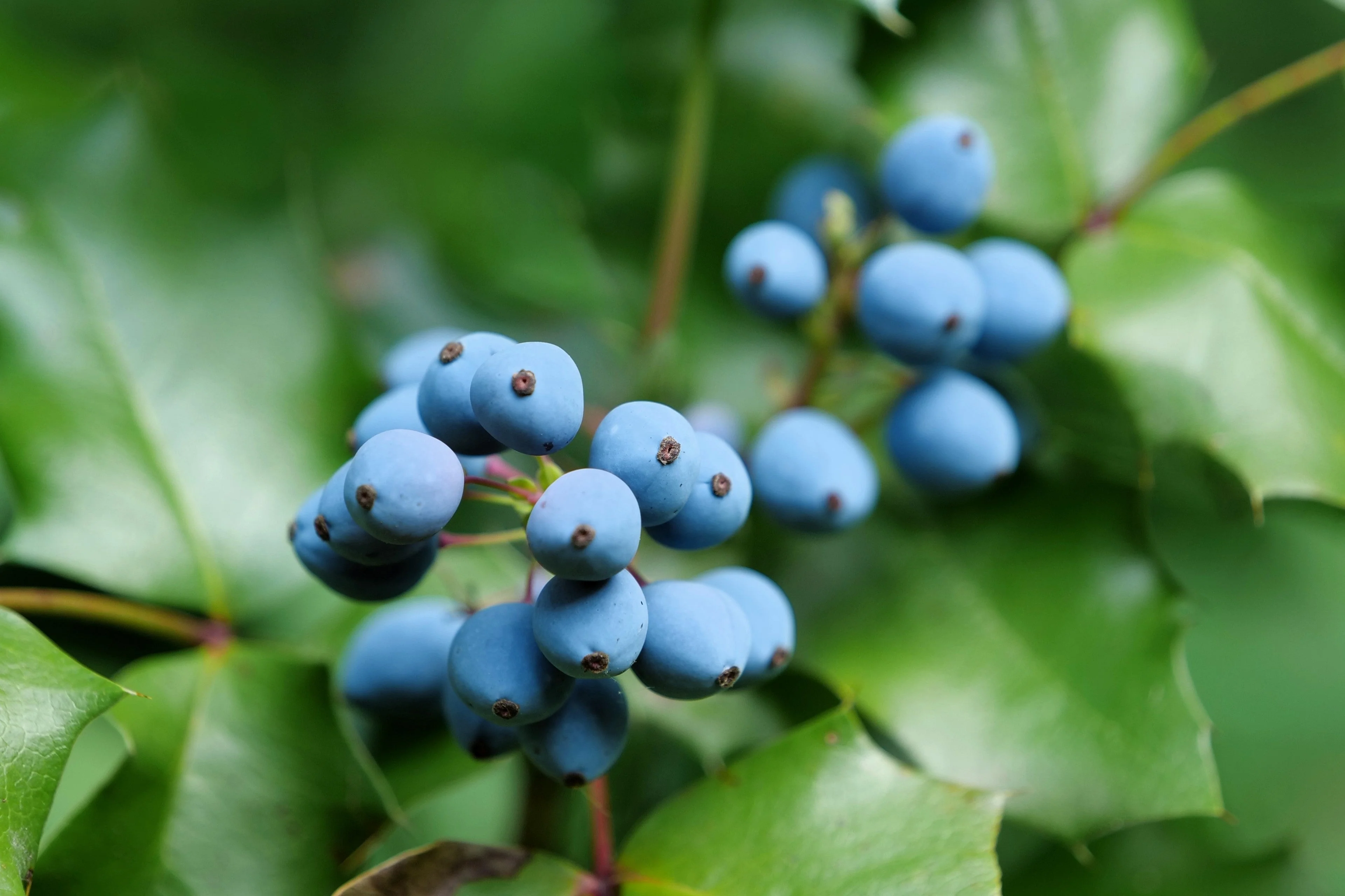 20 OREGON GRAPE Holly Fruit Vine Hollyleaved Barberry Mahonia Aquifolium Seeds - Image 8