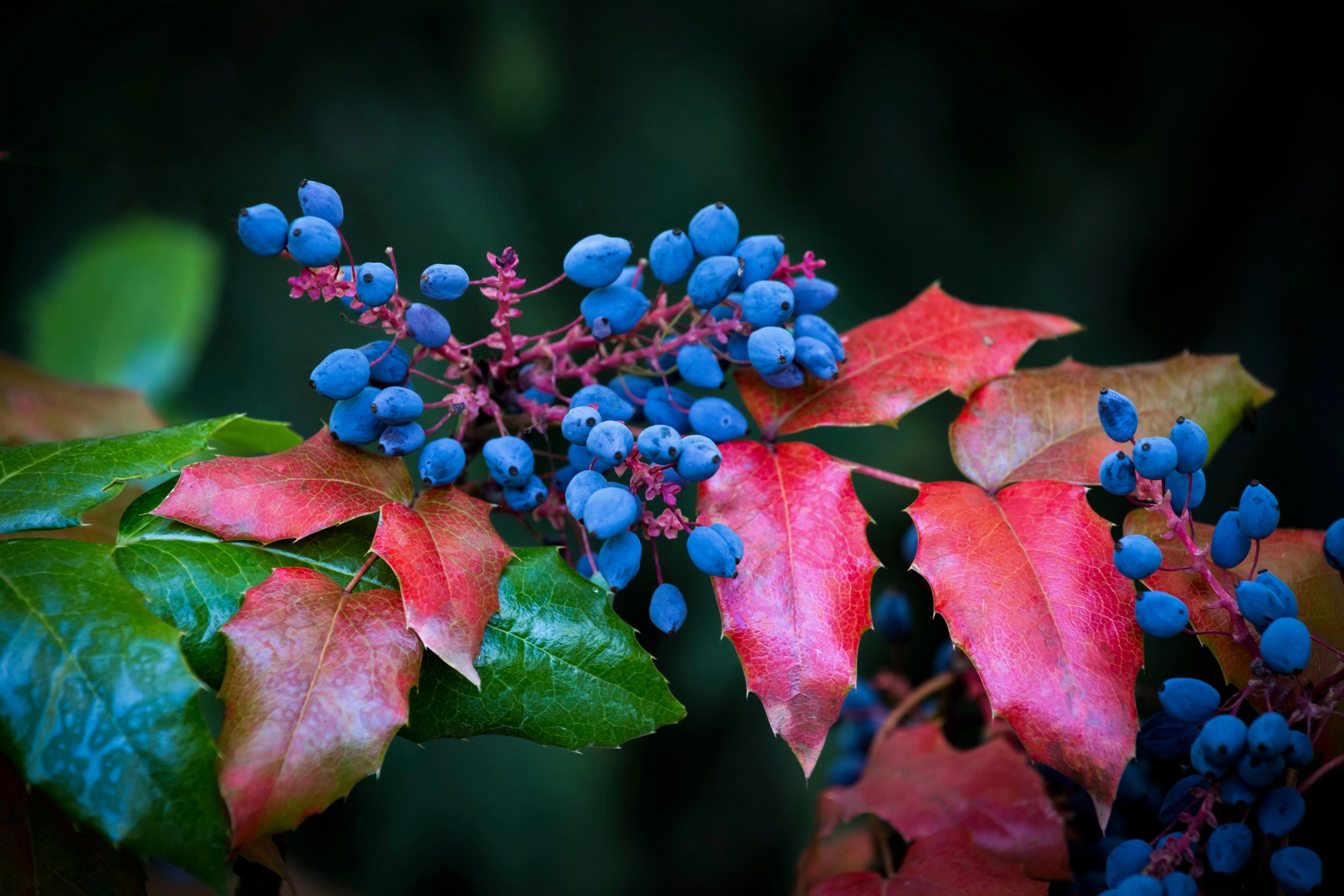 20 OREGON GRAPE Holly Fruit Vine Hollyleaved Barberry Mahonia Aquifolium Seeds - Image 9