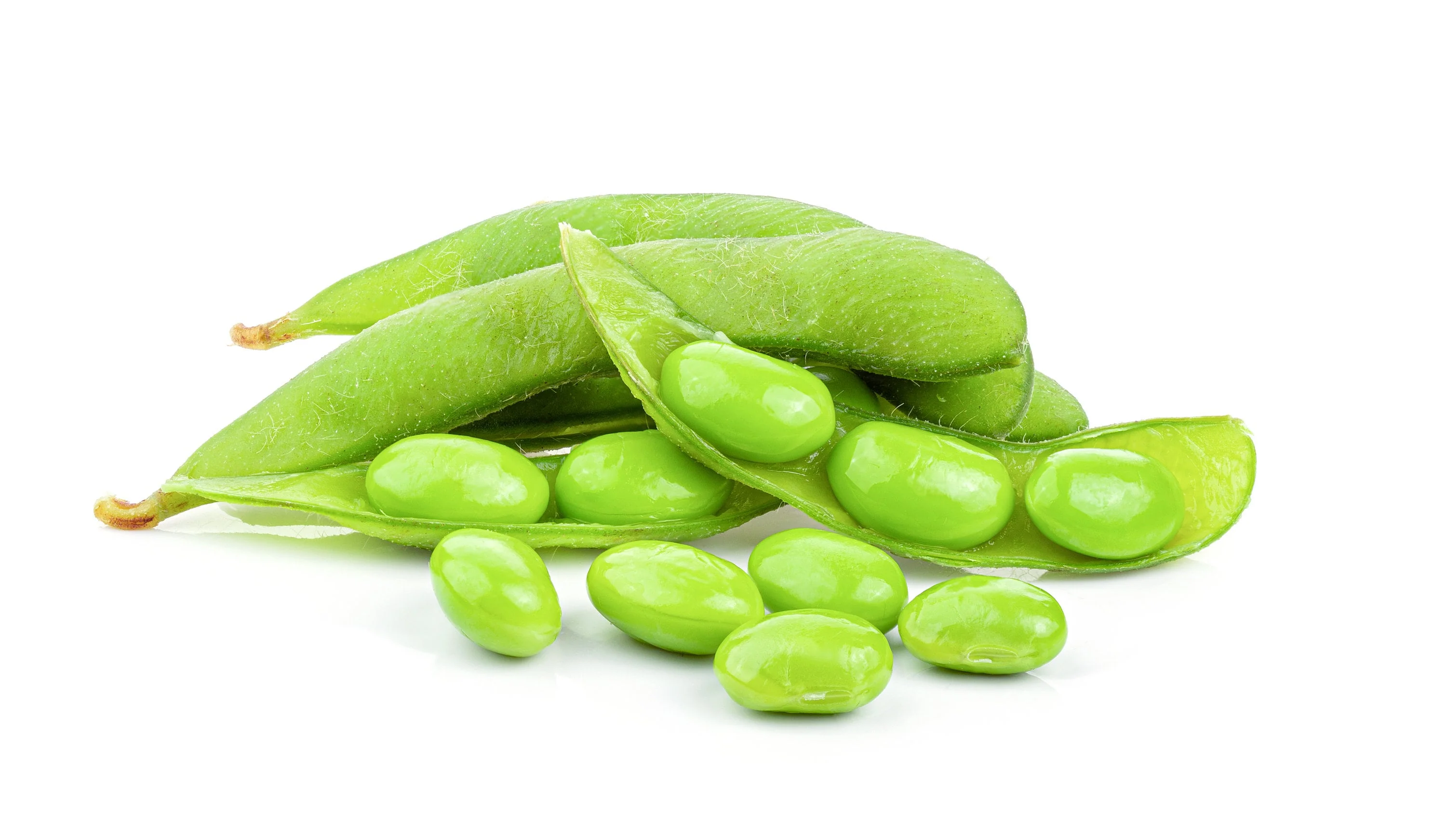 20 Organic MIDORI GIANT SOYBEAN Edamame Glycine Max Green Bean Legume Vegetable Seeds - Image 5
