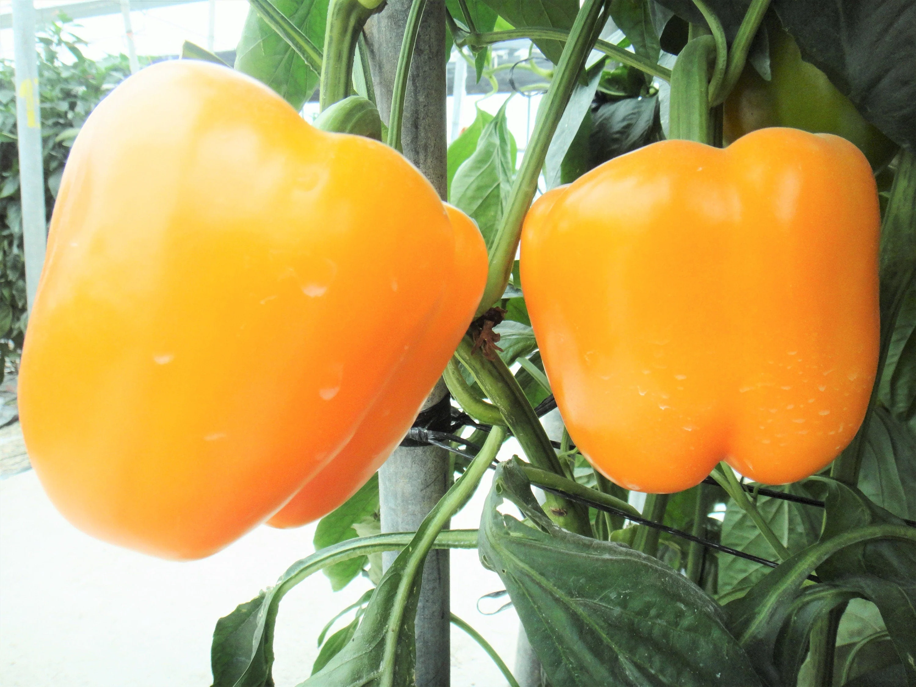 20 Organic Yellow MINI BELL PEPPER Sweet Mild Miniature Capsicum Annuum Vegetable Seeds - Image 6