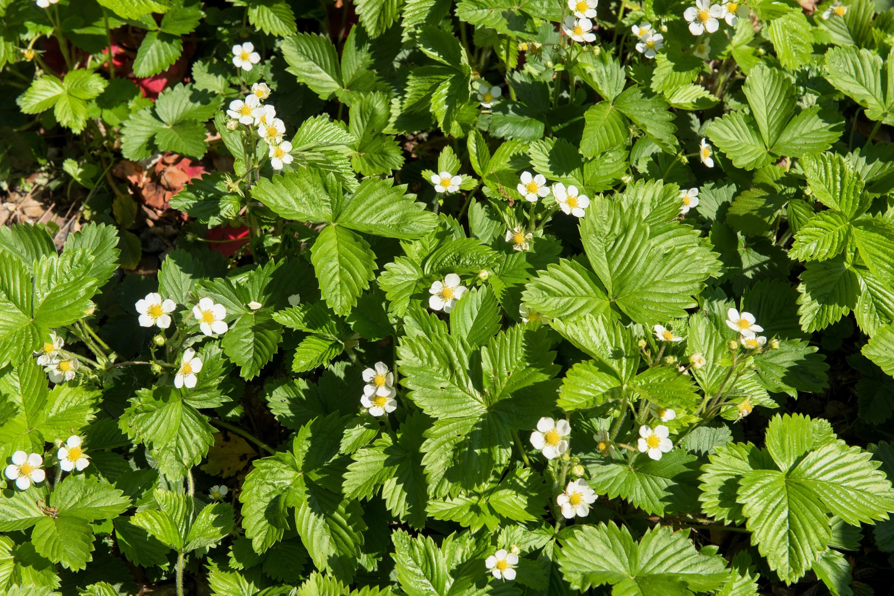 20 ' PINEAPPLE CRUSH ' STRAWBERRY Everbearing Fragaria Vesca Alpine White Yellow Berry Seeds - Image 7