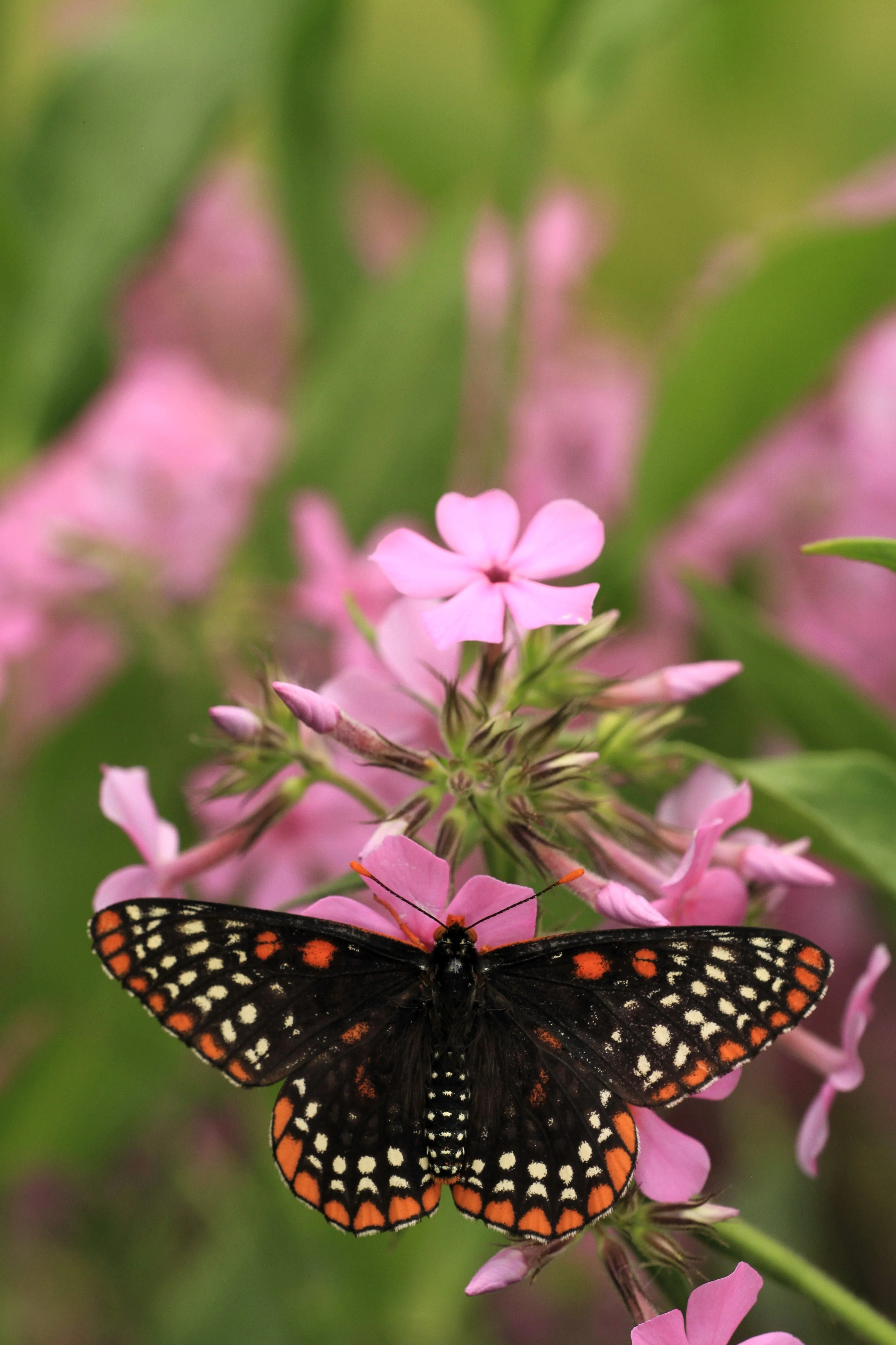 20 PRAIRIE PHLOX Pilosa Mixed Colors Pink Purple White Native Flower Seeds - Image 11
