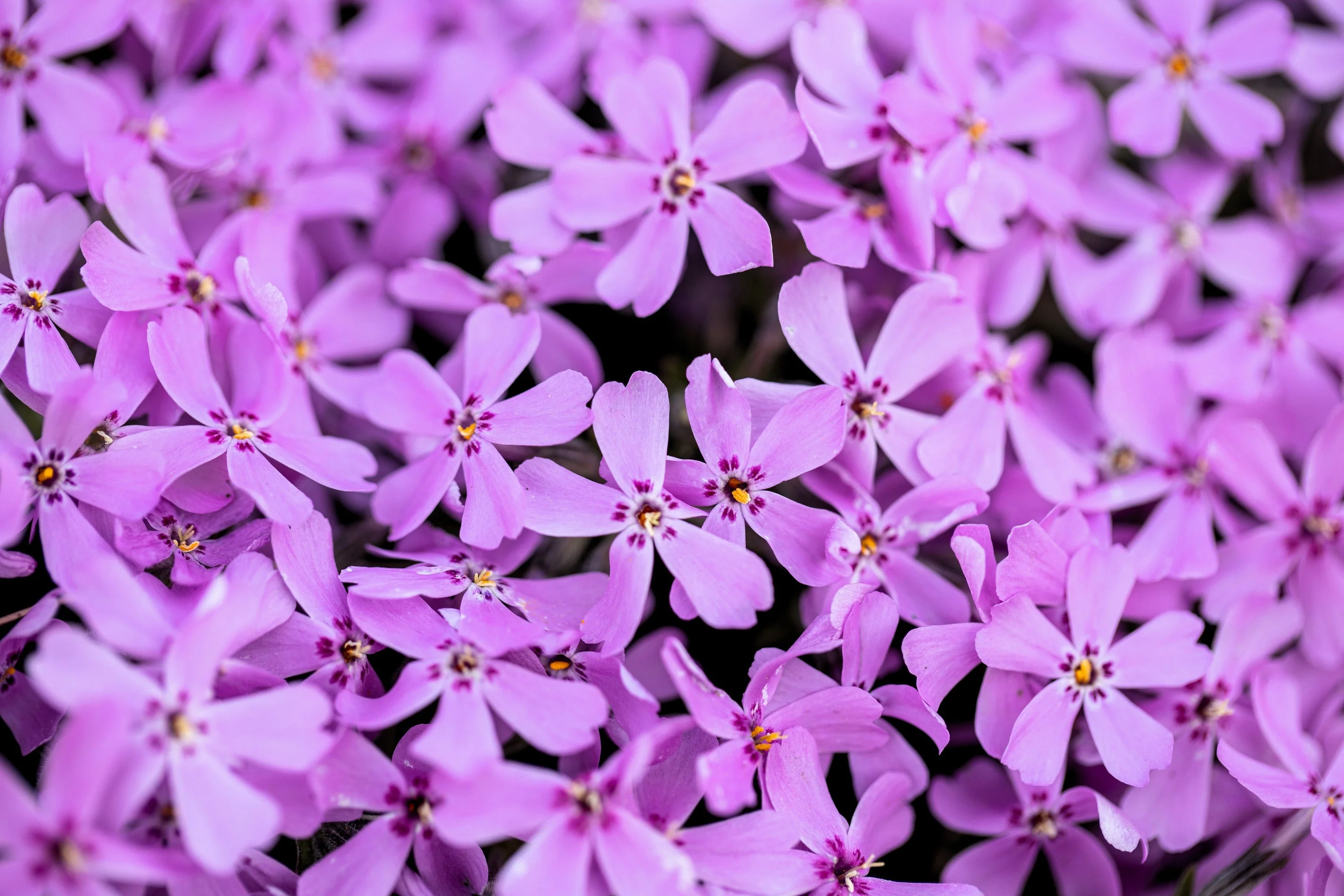 20 PRAIRIE PHLOX Pilosa Mixed Colors Pink Purple White Native Flower Seeds - Image 4