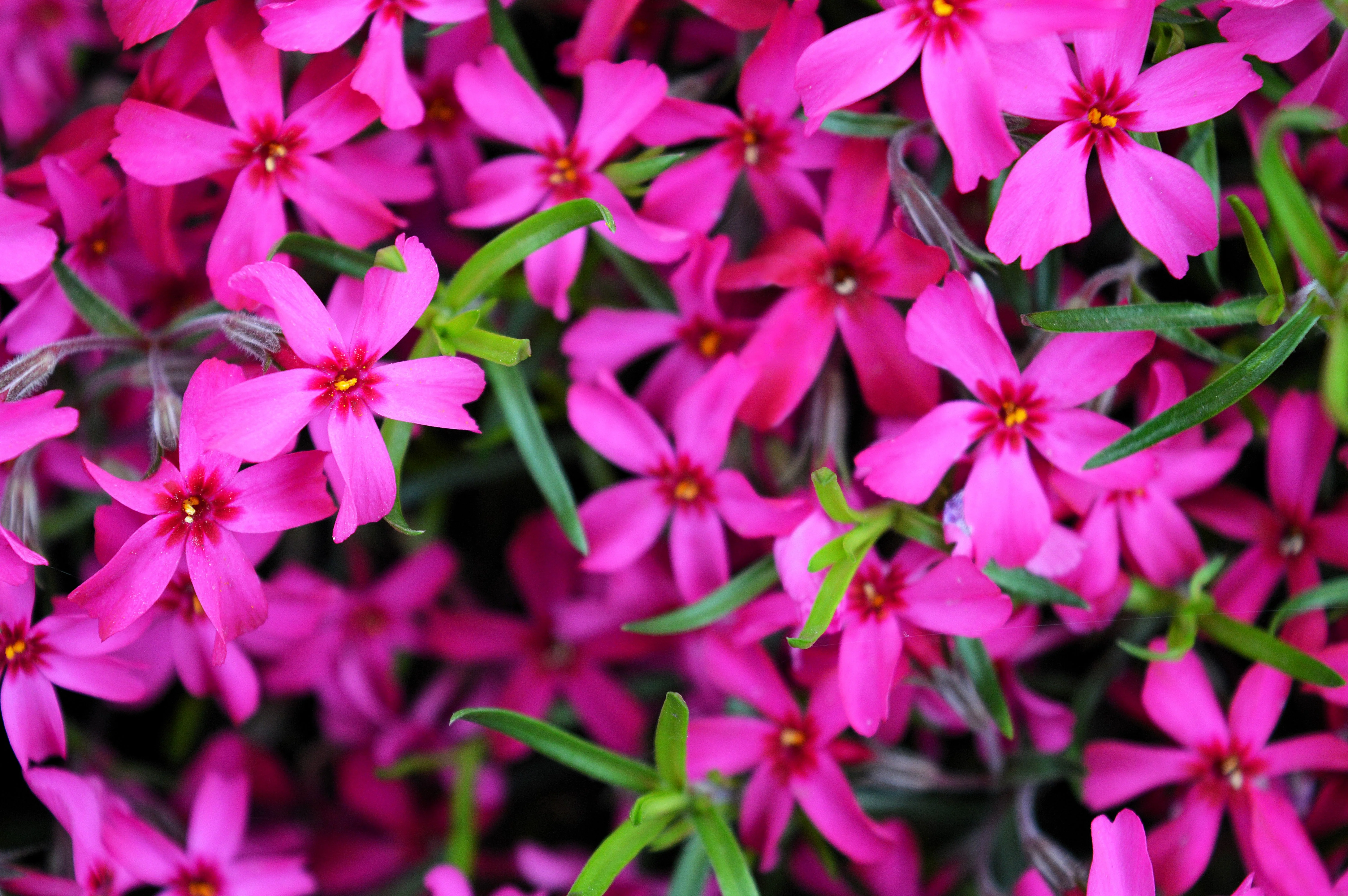 20 PRAIRIE PHLOX Pilosa Mixed Colors Pink Purple White Native Flower Seeds - Image 7