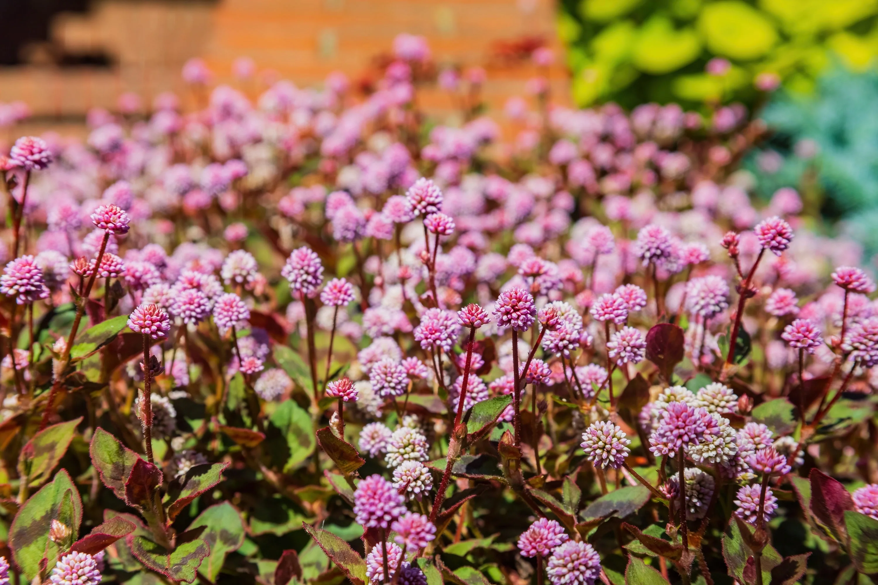 20 PUNCHING BALLS Pink Buttons Persicaria Capitata Polygonum Flower Seeds - Image 3