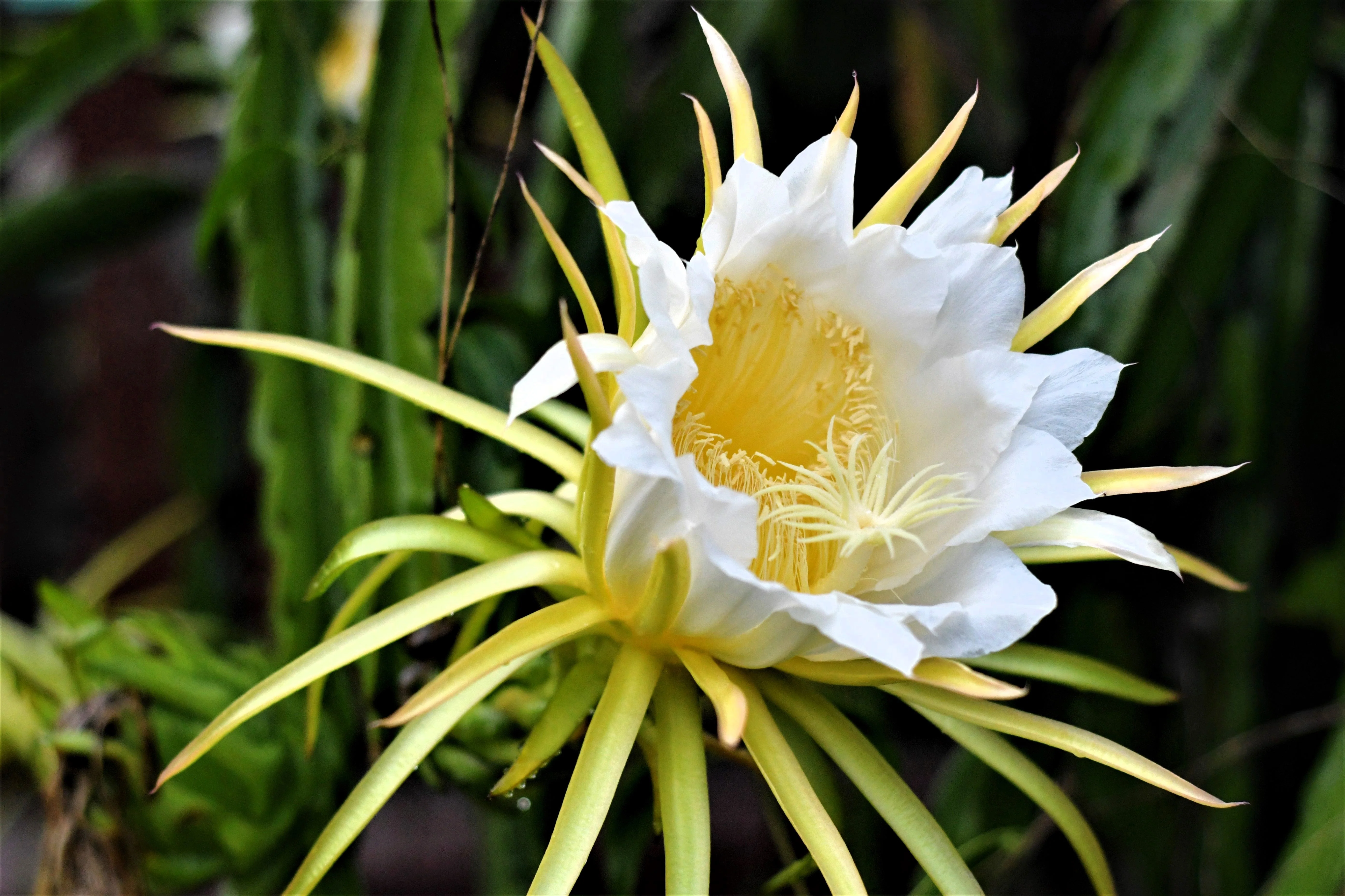 20 PURPLE DRAGON FRUIT (Pitaya / Pitahaya / Strawberry Pear) Hylocereus Undatus Cactus Seeds - Image 7