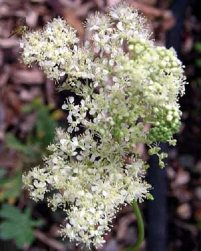 20 QUEEN of the MEADOW Filipendula Ulmaria Meadowsweet Native Prairie Fragrant White Flower Seeds - Image 2