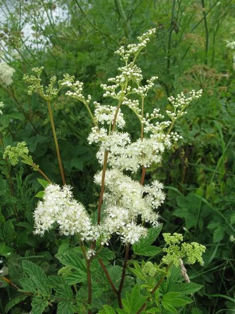 20 QUEEN of the MEADOW Filipendula Ulmaria Meadowsweet Native Prairie Fragrant White Flower Seeds - Image 5