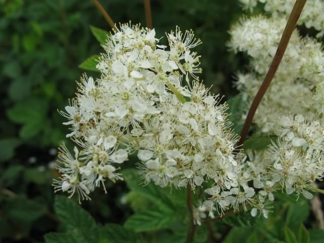 20 QUEEN of the MEADOW Filipendula Ulmaria Meadowsweet Native Prairie Fragrant White Flower Seeds - Image 9