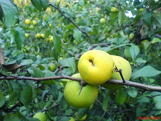 20 Red Flowering DWARF QUINCE Shrub Fruit Chaenomeles Japonica Scarlet Seeds - Image 6