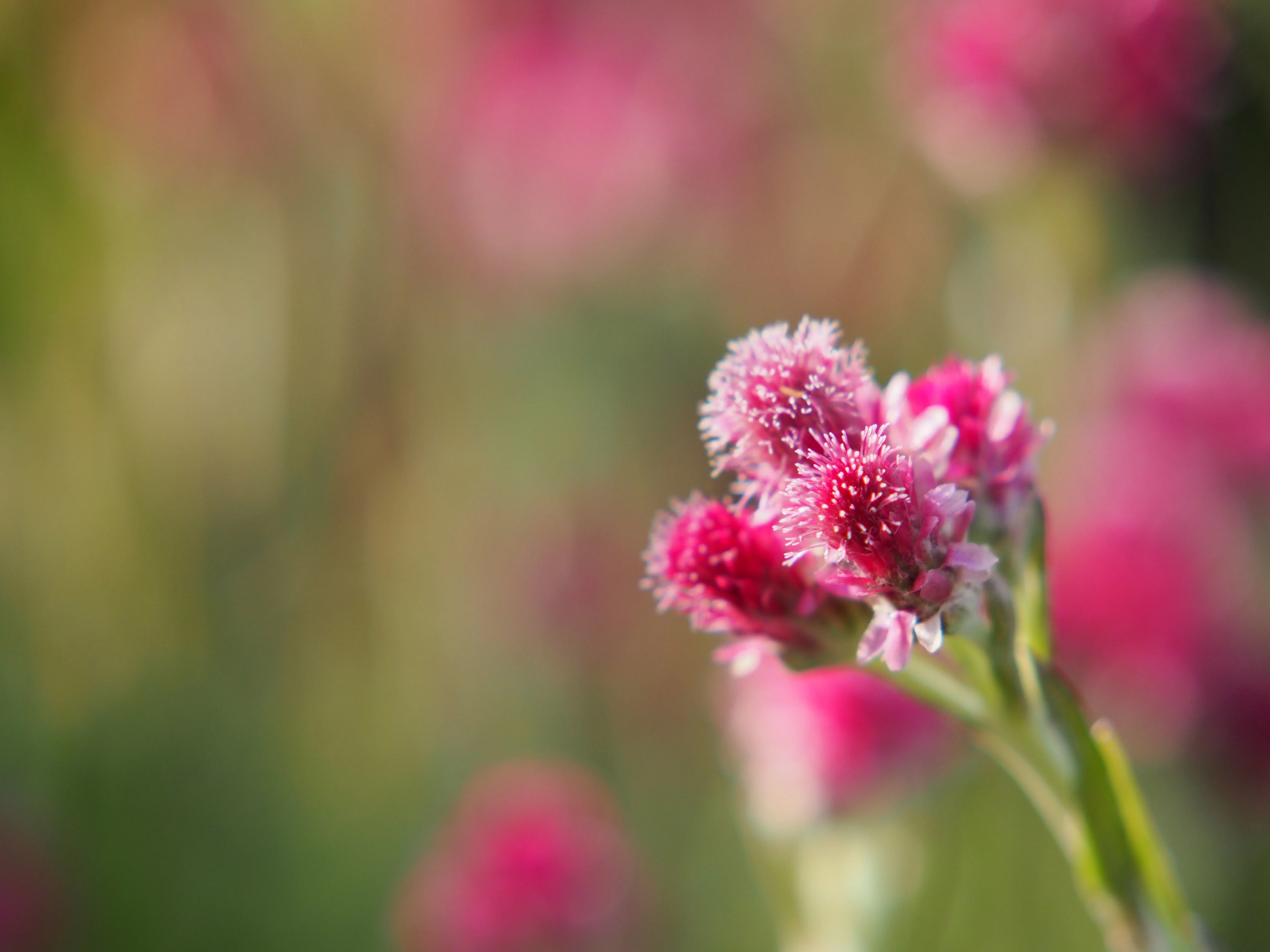 20 RED PUSSYTOES Antennaria Dioica Rubra Everlasting Flower Seeds - Image 3
