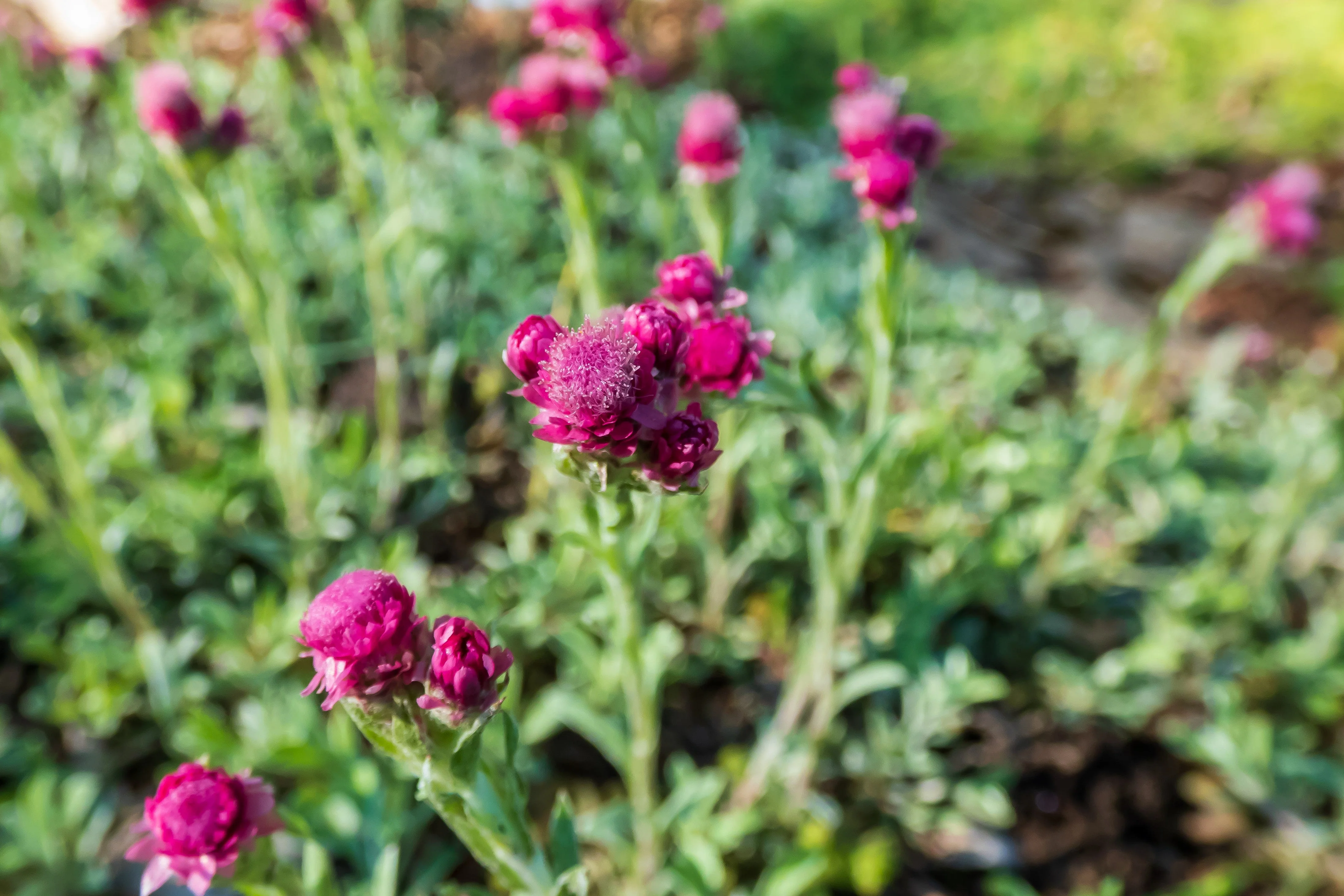 20 RED PUSSYTOES Antennaria Dioica Rubra Everlasting Flower Seeds - Image 7