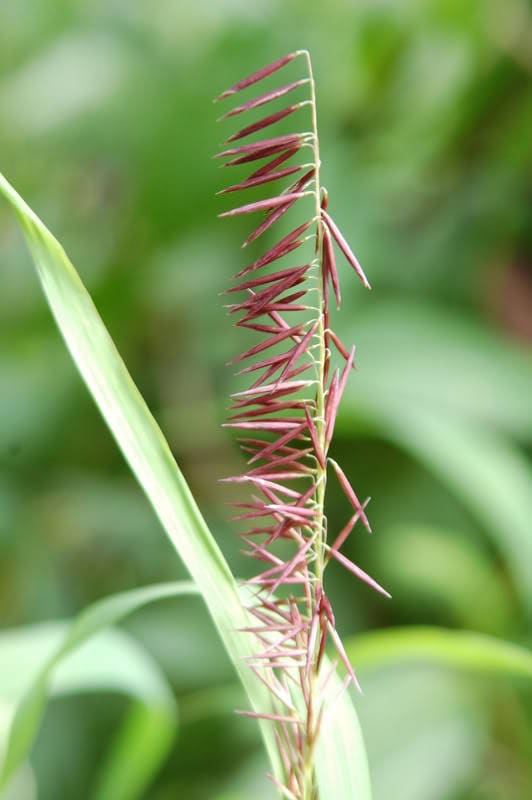 20 RED Spire MELIC GRASS Purple Melica Transsilvanica Flower Seeds - Image 5