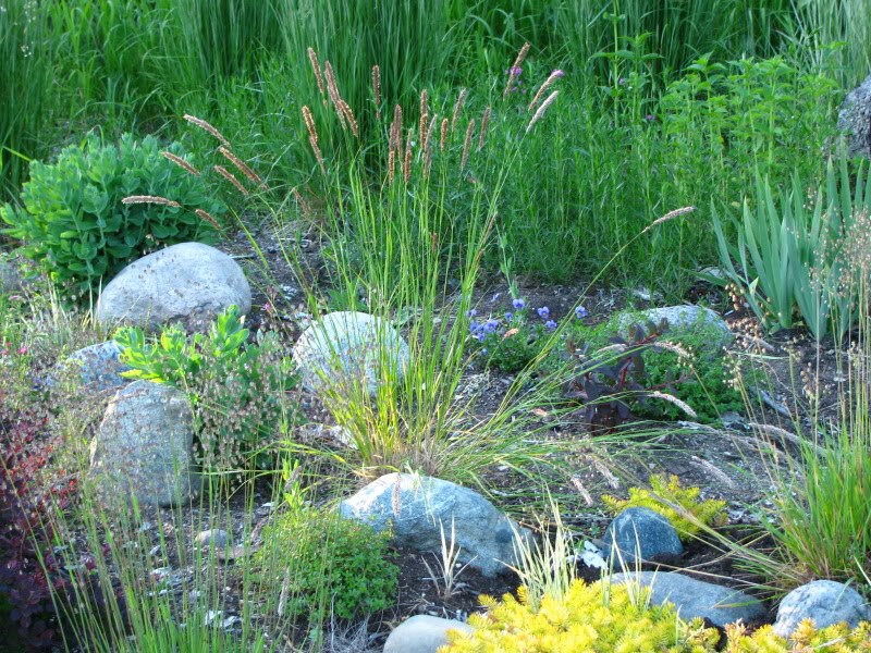 20 RED Spire MELIC GRASS Purple Melica Transsilvanica Flower Seeds - Image 6