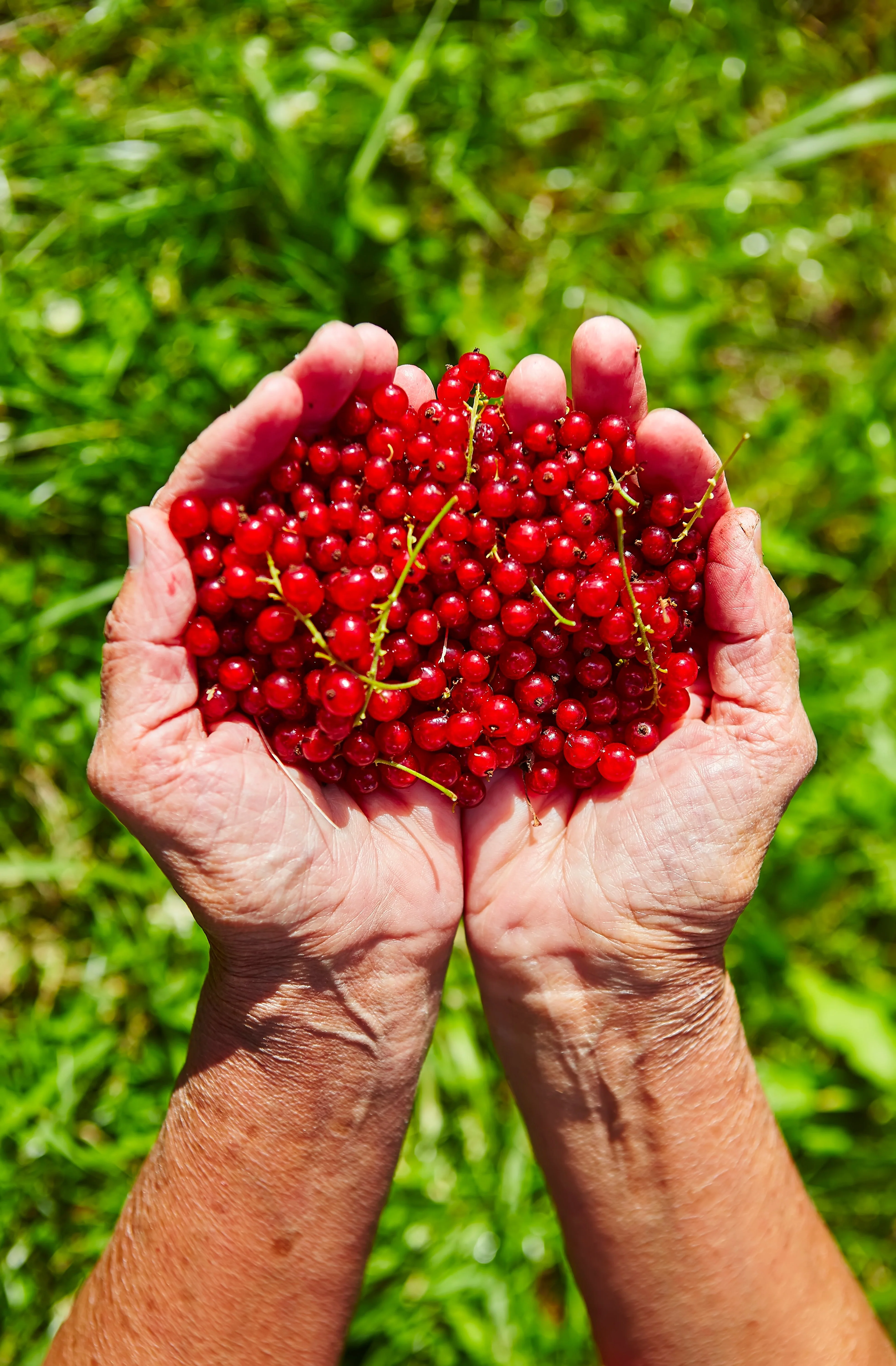 20 Red WAX CURRANT Edible Fruit Berries Pink Flowers Shrub Ribes Cereum Seeds - Image 2