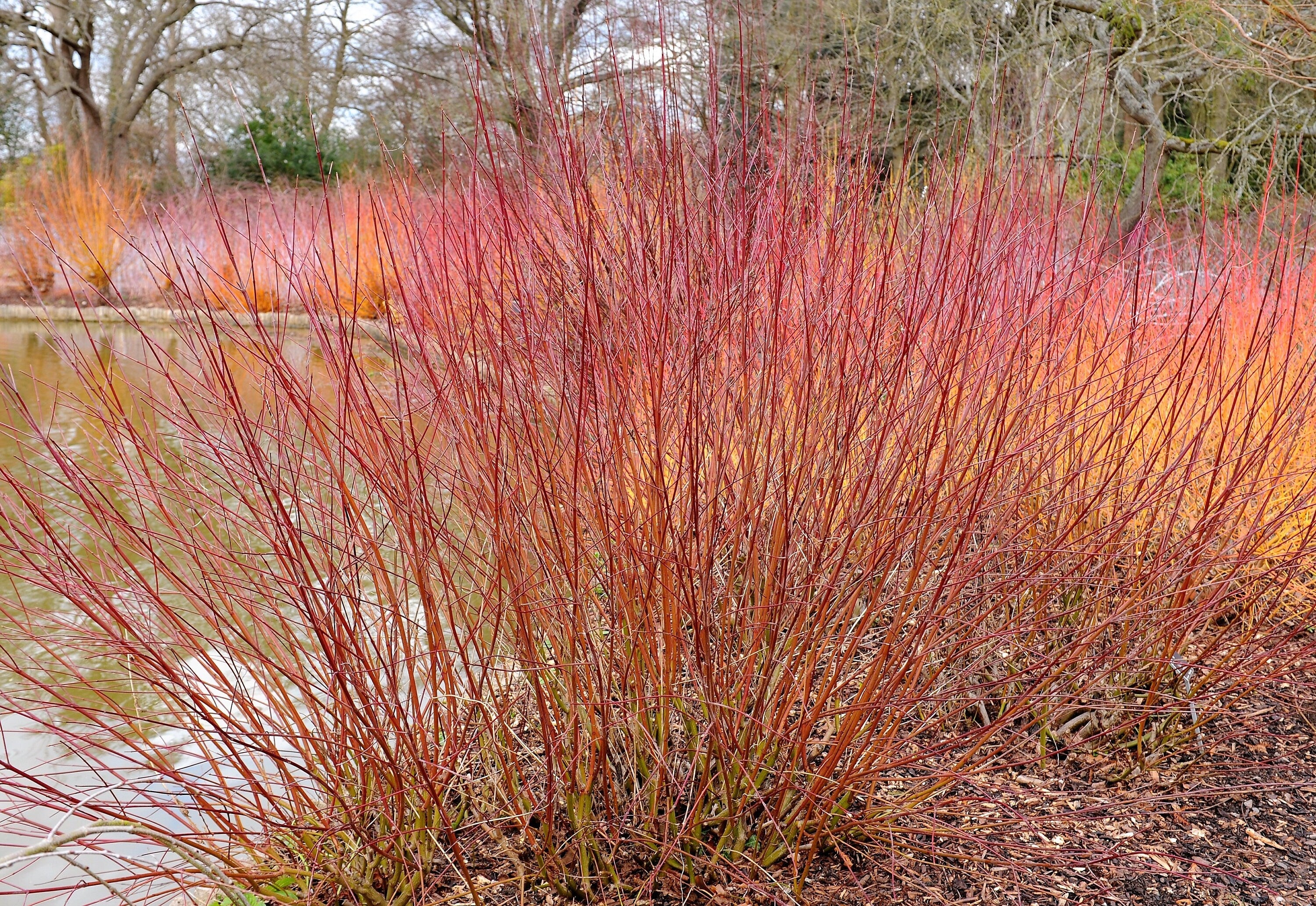 20 SILKY DOGWOOD Shrub Cornus Amomum syn. Coerulea Swida aka Kinnikinnik & Red Willow White Flower Silver Blue Berry Seeds - Image 4