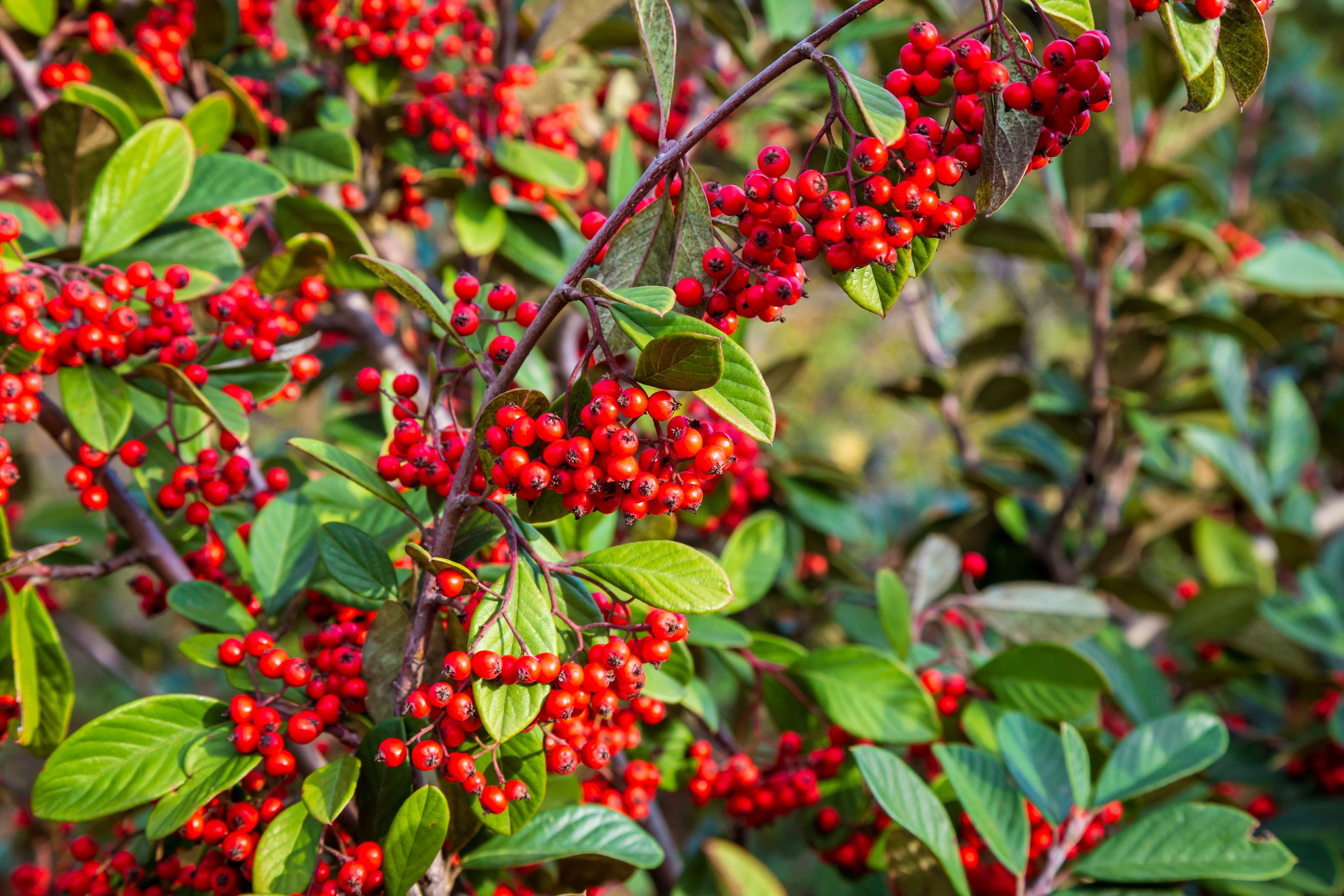 20 SILVER BUFFALOBERRY Shepherdia Argentea Red Fruit Native Bullberry Berry Shrub Seeds - Image 7