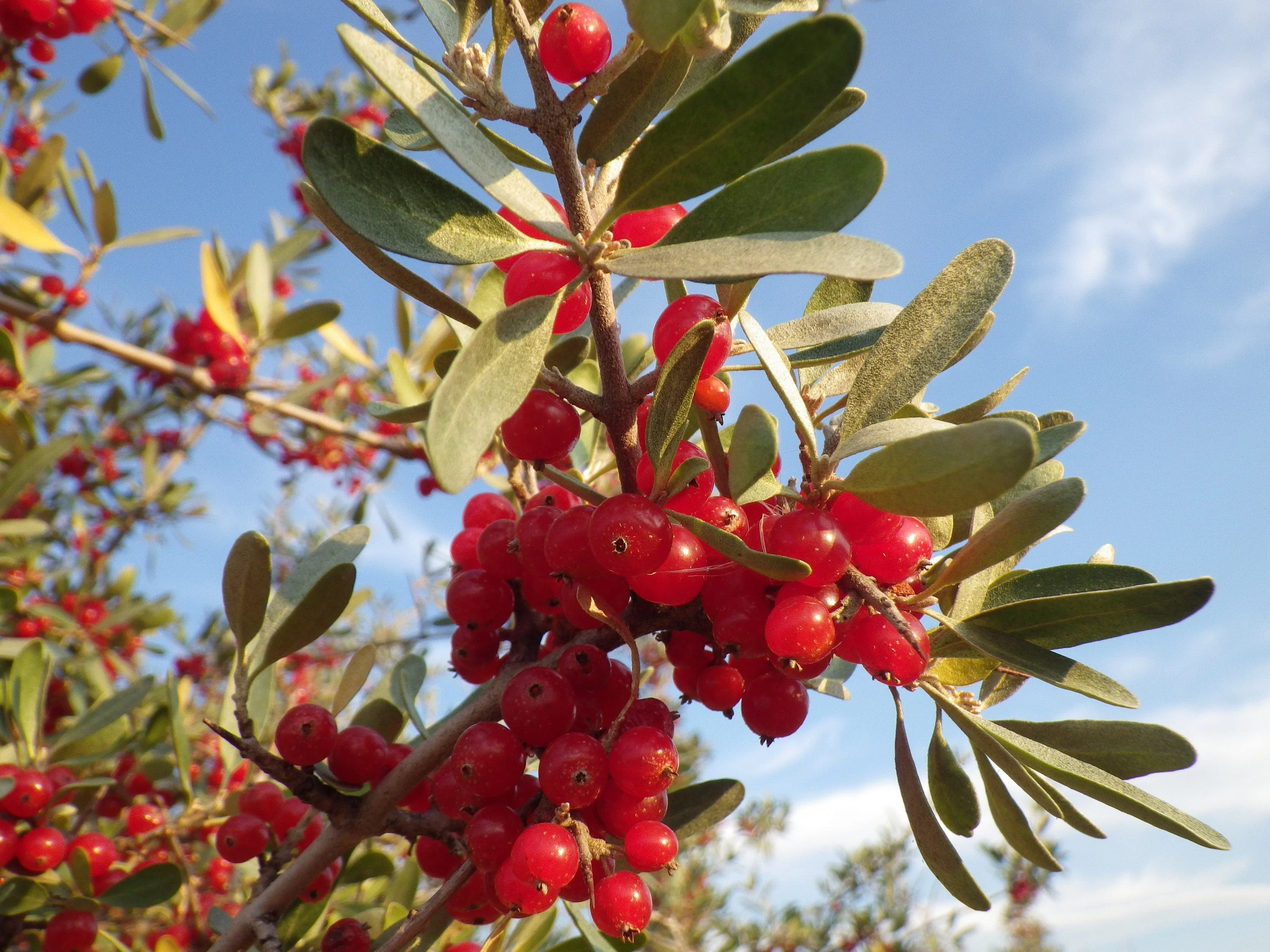 20 SILVER BUFFALOBERRY Shepherdia Argentea Red Fruit Native Bullberry Berry Shrub Seeds - Image 9