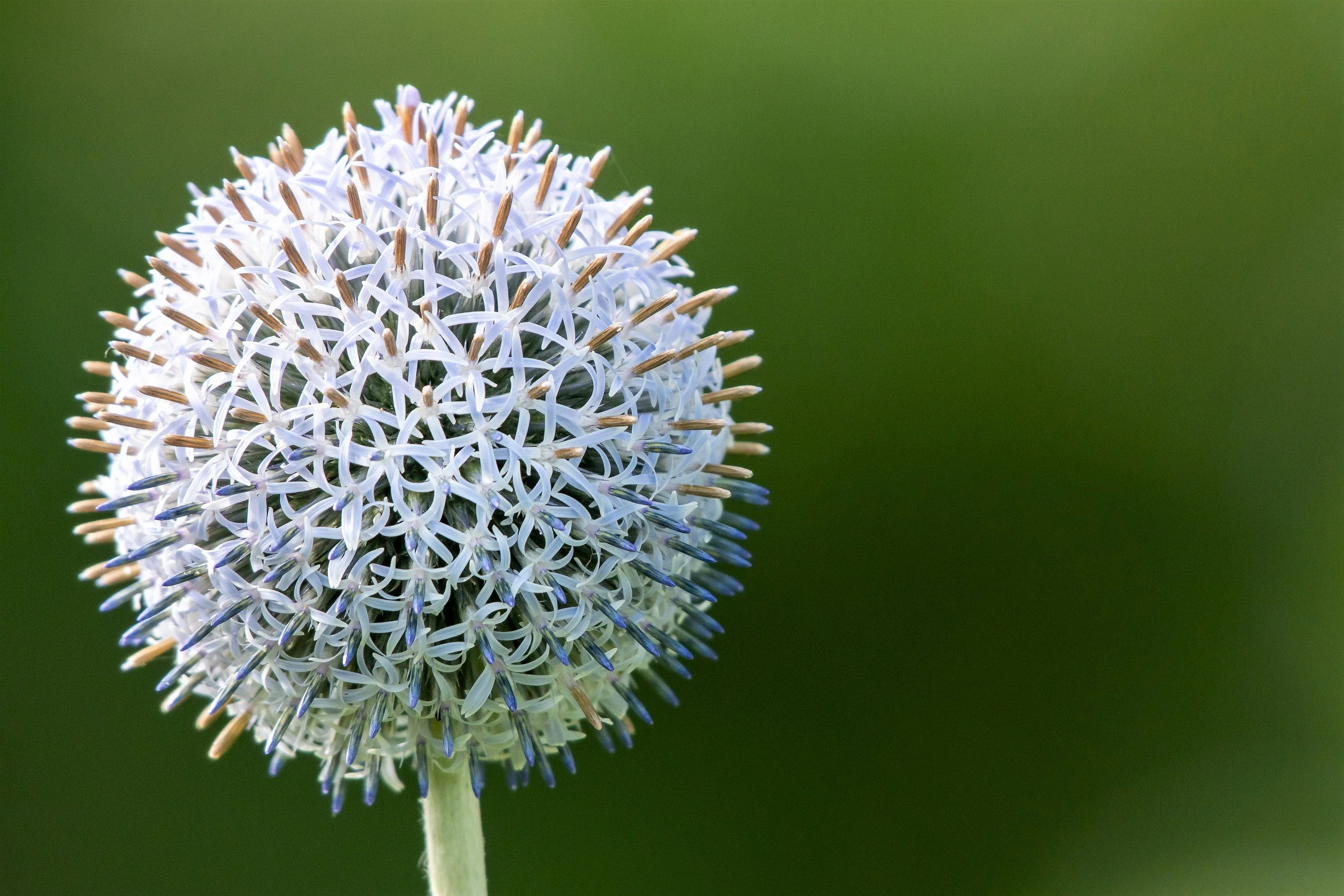 20 Silver GIANT GLOBE THISTLE Echinops Sphaerocephalus Great Globethistle Silvery White Flower Seeds - Image 7