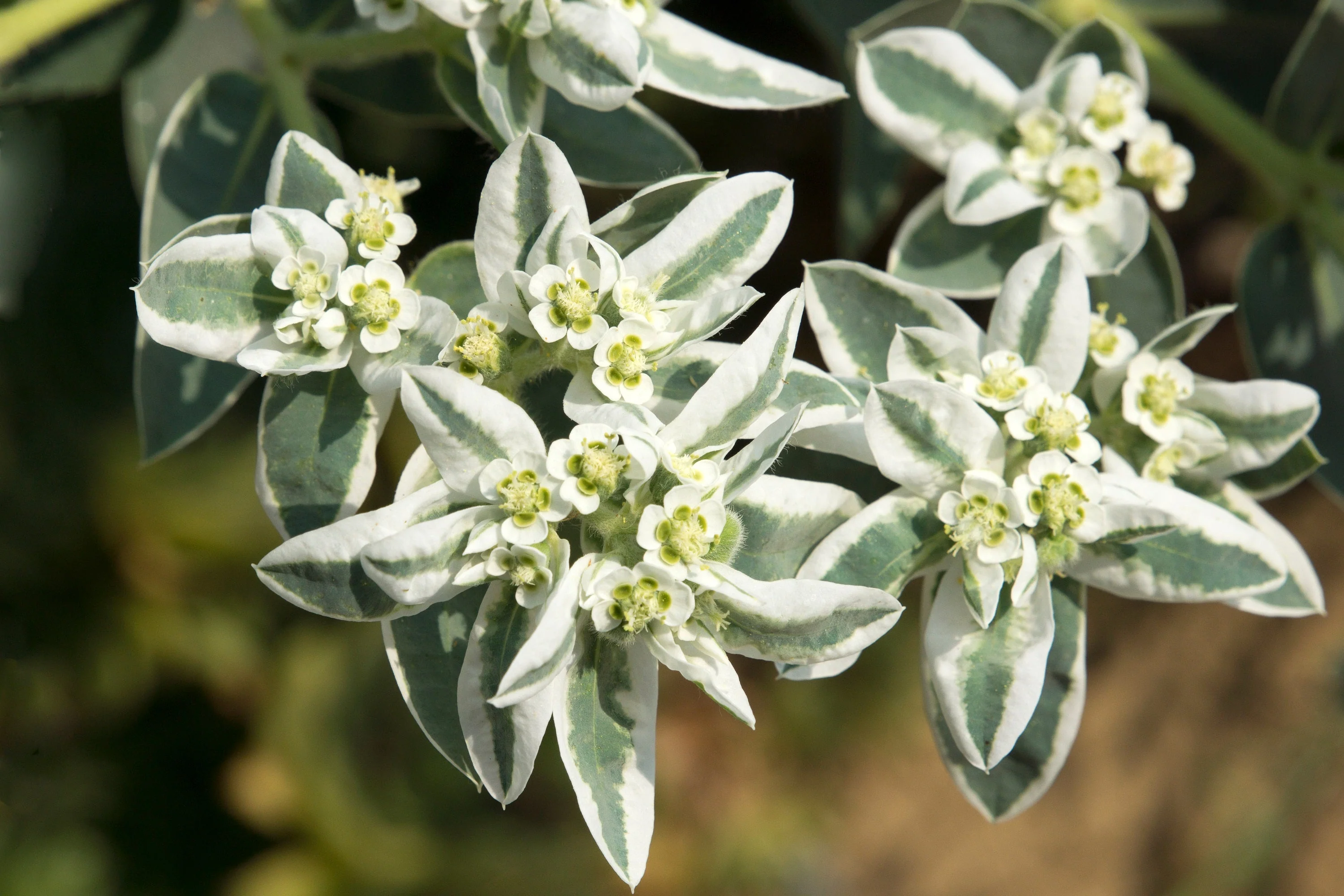 20 SNOW On THE MOUNTAIN Euphorbia Marginata Variegated Groundcover Sun or Shade Flower Seeds - Image 2