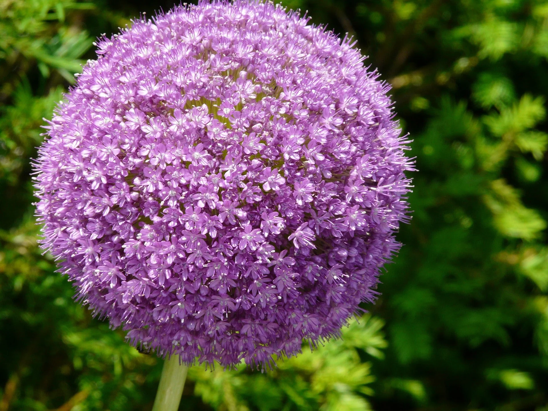 20 STAR OF PERSIA ALLIUM Christophii Silvery Amethyst Purple Flower Seeds - Image 2