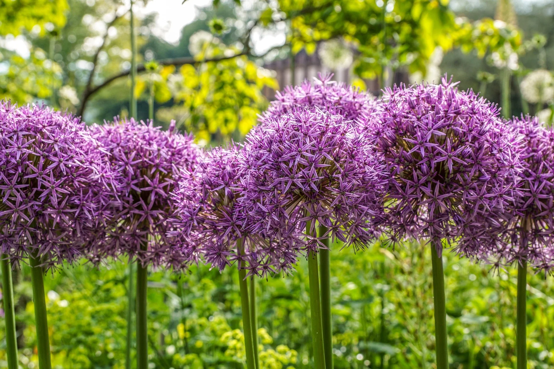 20 STAR OF PERSIA ALLIUM Christophii Silvery Amethyst Purple Flower Seeds - Image 3