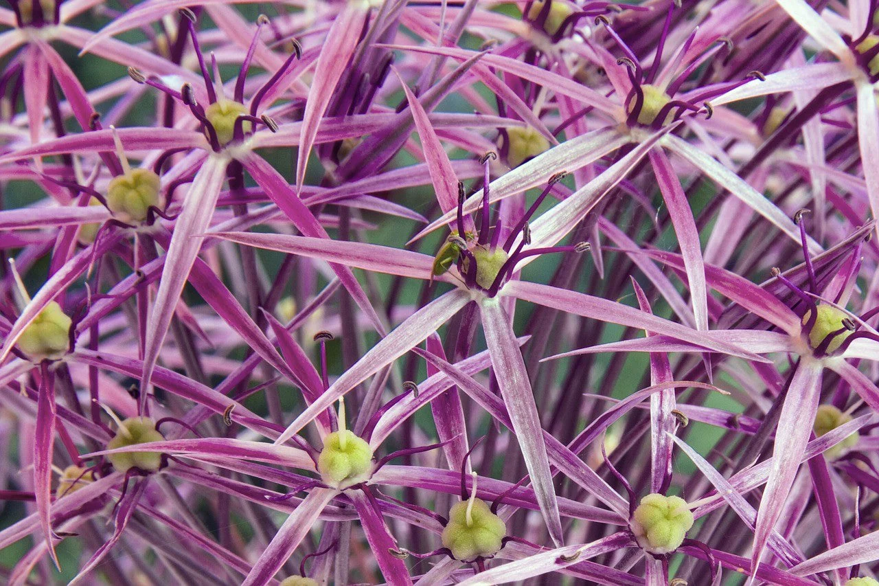20 STAR OF PERSIA ALLIUM Christophii Silvery Amethyst Purple Flower Seeds - Image 4