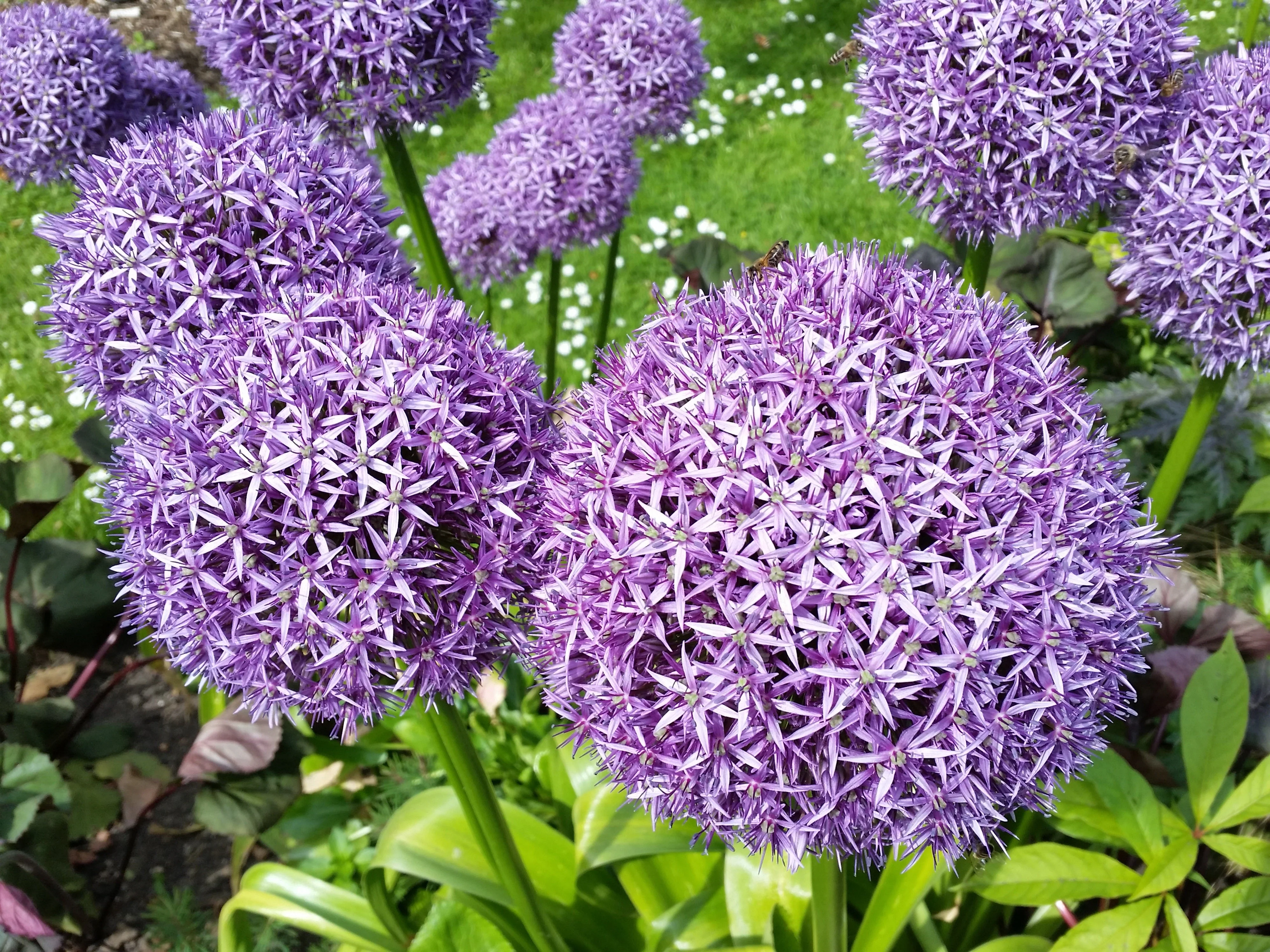 20 STAR OF PERSIA ALLIUM Christophii Silvery Amethyst Purple Flower Seeds - Image 9
