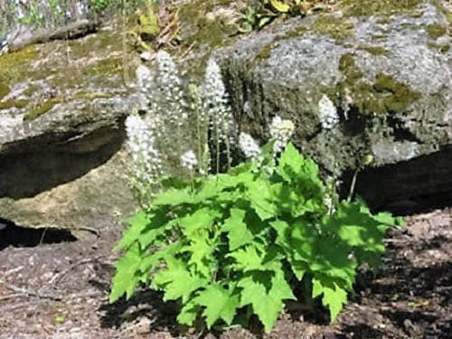 20 SUGAR SCOOP FOAMFLOWER White Tiarella Trifoliata Laceflower Flower Seeds - Image 5