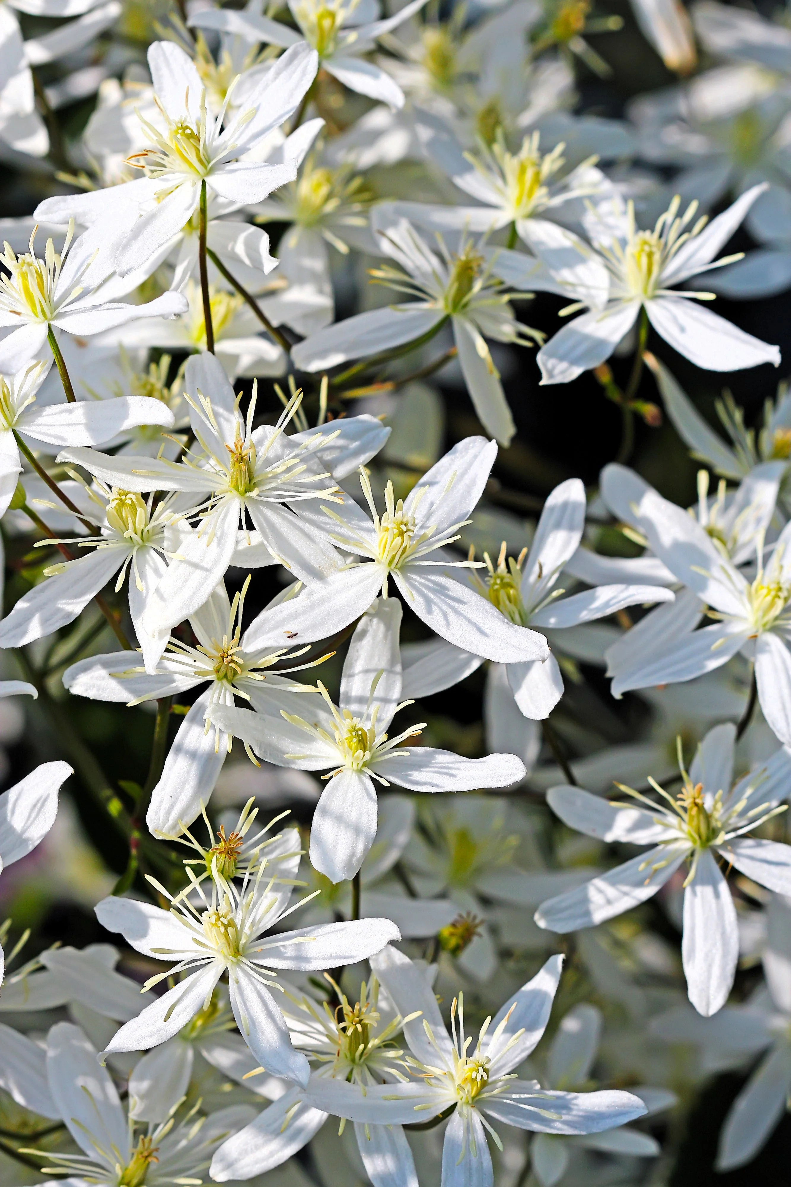 20 SWEET AUTUMN CLEMATIS Paniculata Fragrant White Flower Vine Seeds - Image 3
