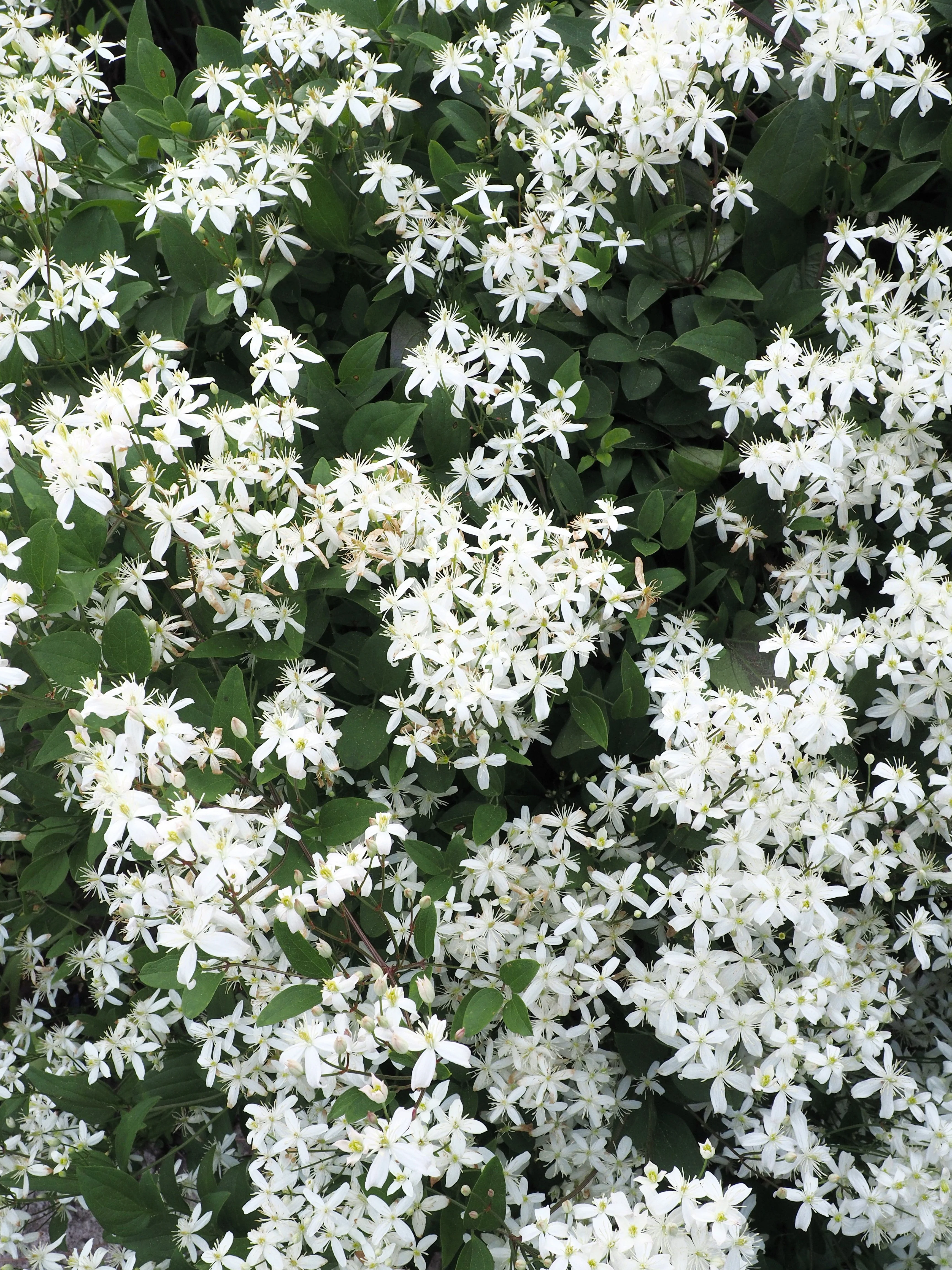 20 SWEET AUTUMN CLEMATIS Paniculata Fragrant White Flower Vine Seeds - Image 4