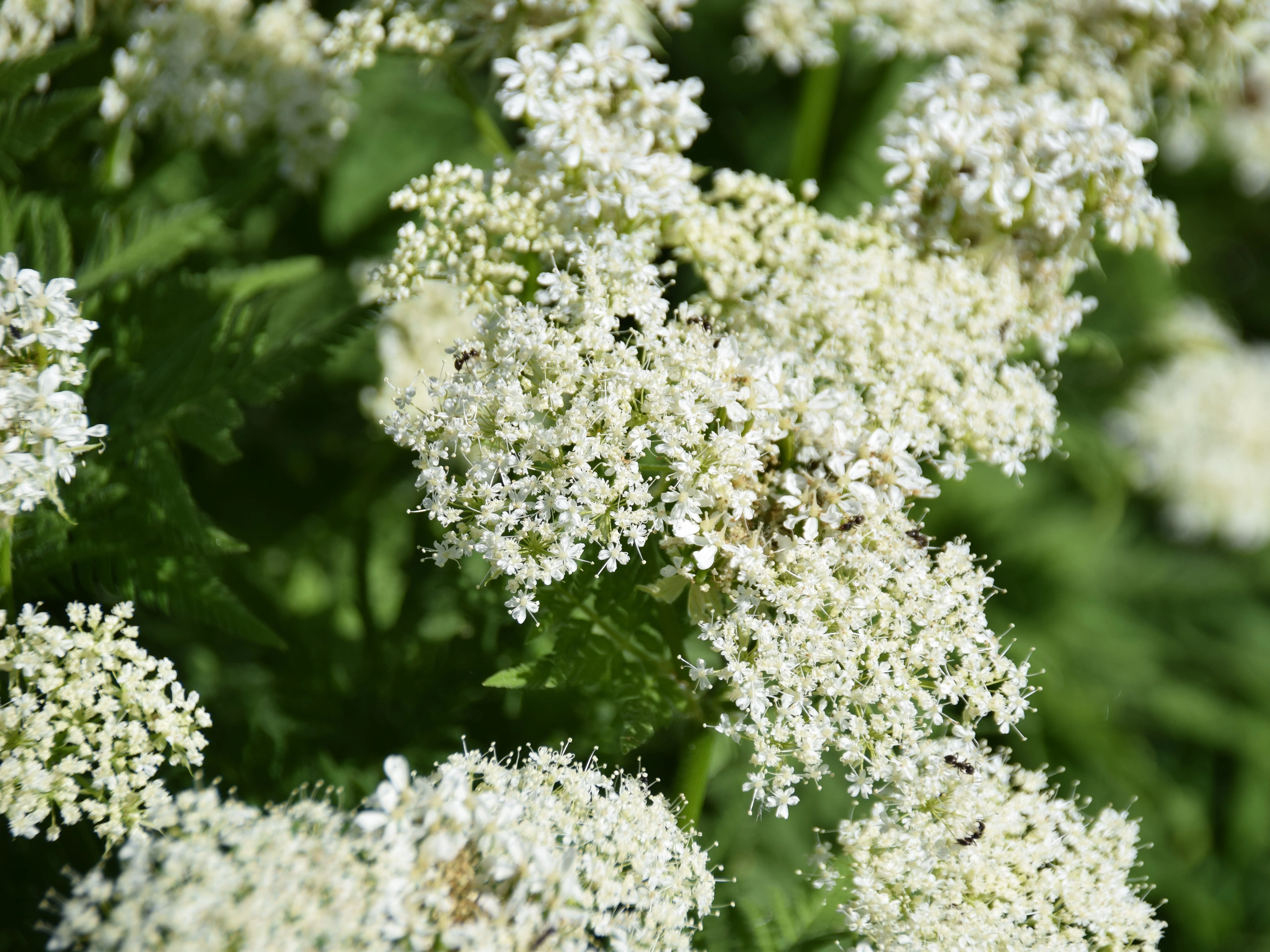 20 SWEET CICELY Myrrhis Odorata Herb Fragrant Flower Licorice Flavor Seeds - Image 3