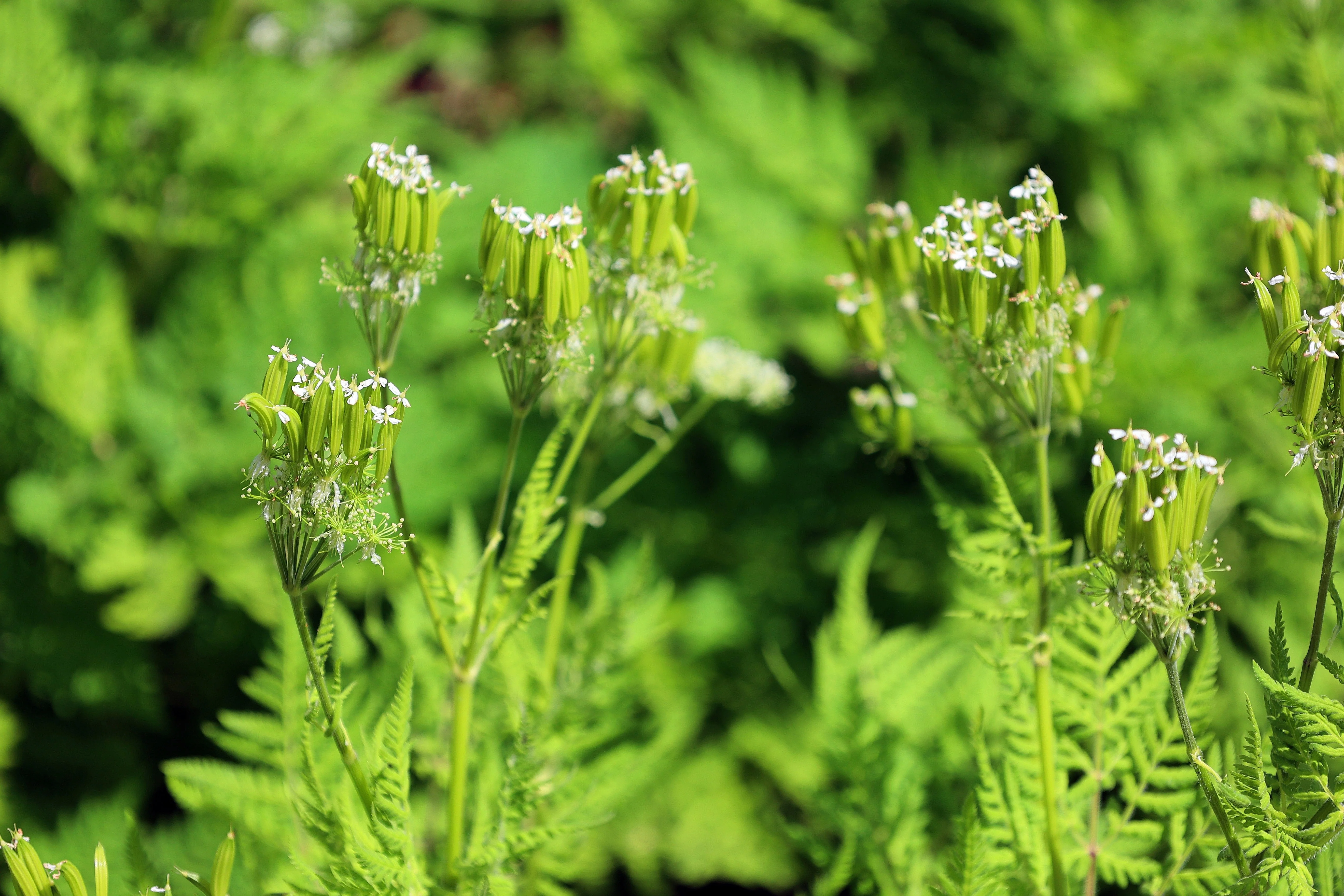 20 SWEET CICELY Myrrhis Odorata Herb Fragrant Flower Licorice Flavor Seeds - Image 6