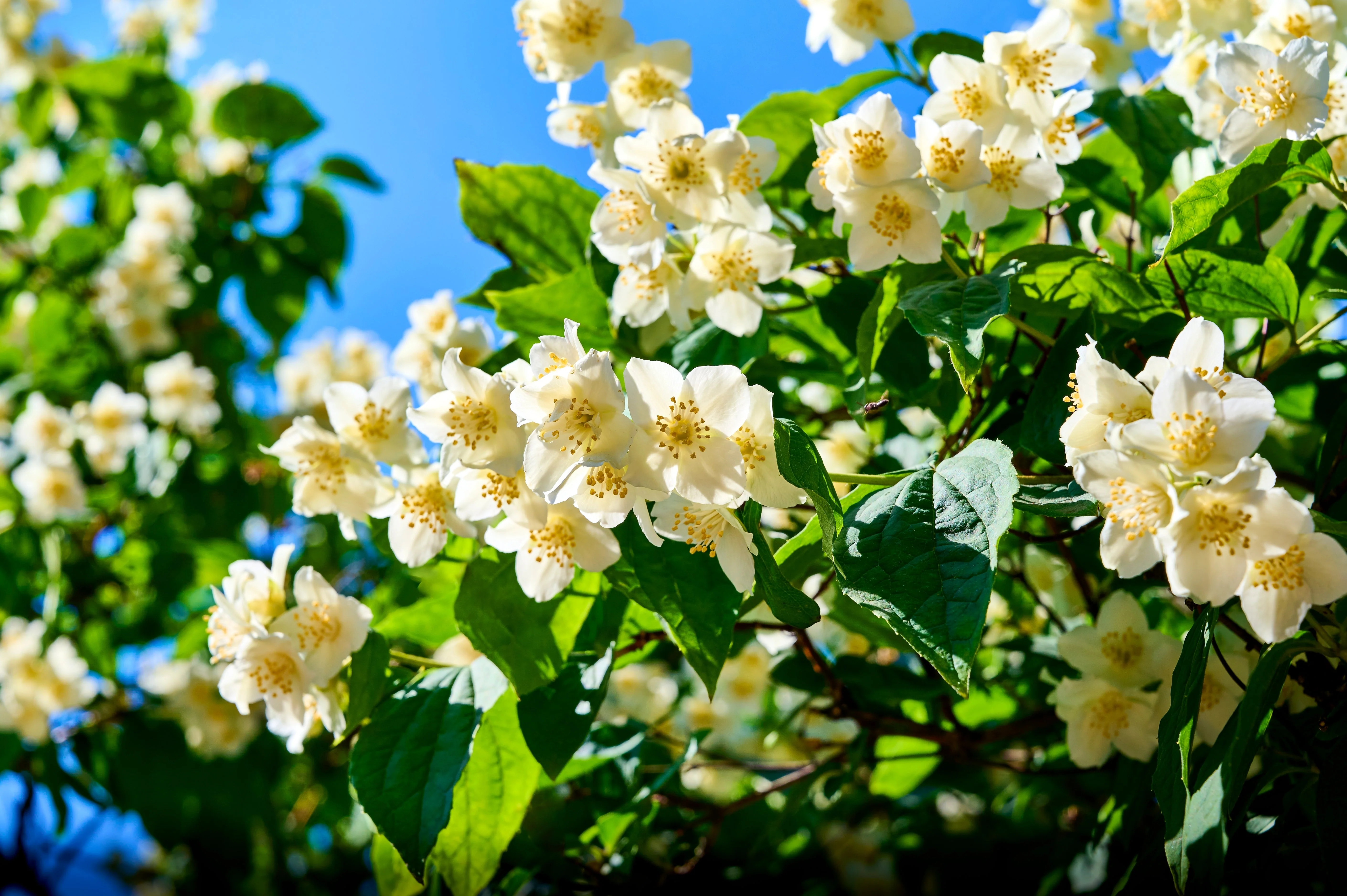 20 SWEET MOCK ORANGE English Dogwood Philadelphus Coronarius Shrub Flower Seeds - Image 8
