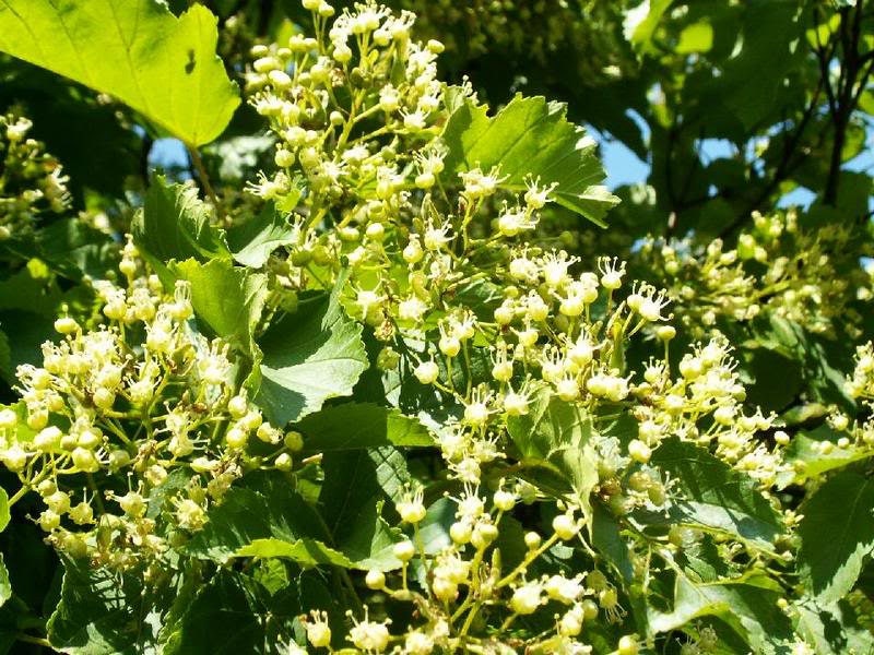 20 Tartarian FLAME MAPLE TREE Red Acer Tartaricum Seeds - Image 5
