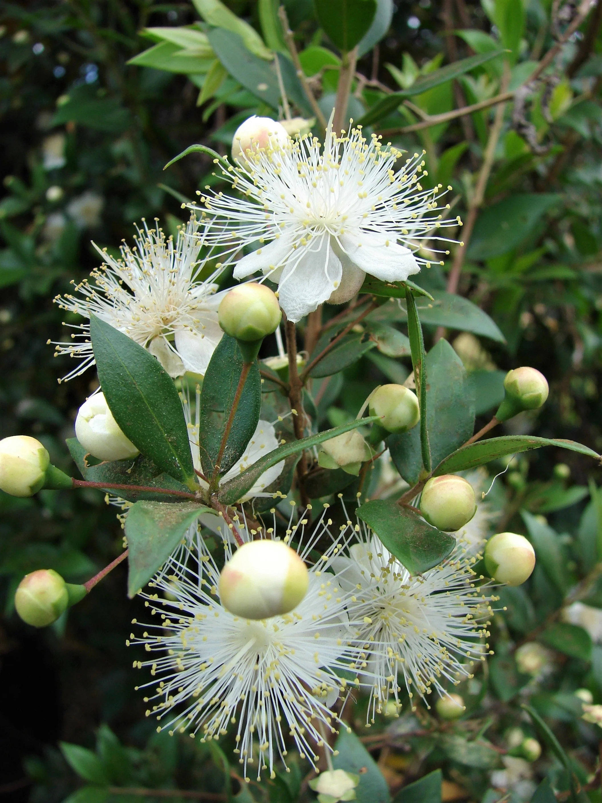 20 TRUE MYRTLE Myrtus Communis aka Common & Sweet Myrtle Fragrant White Flower Edible Blue Berry Fruit Shrub Seeds - Image 12
