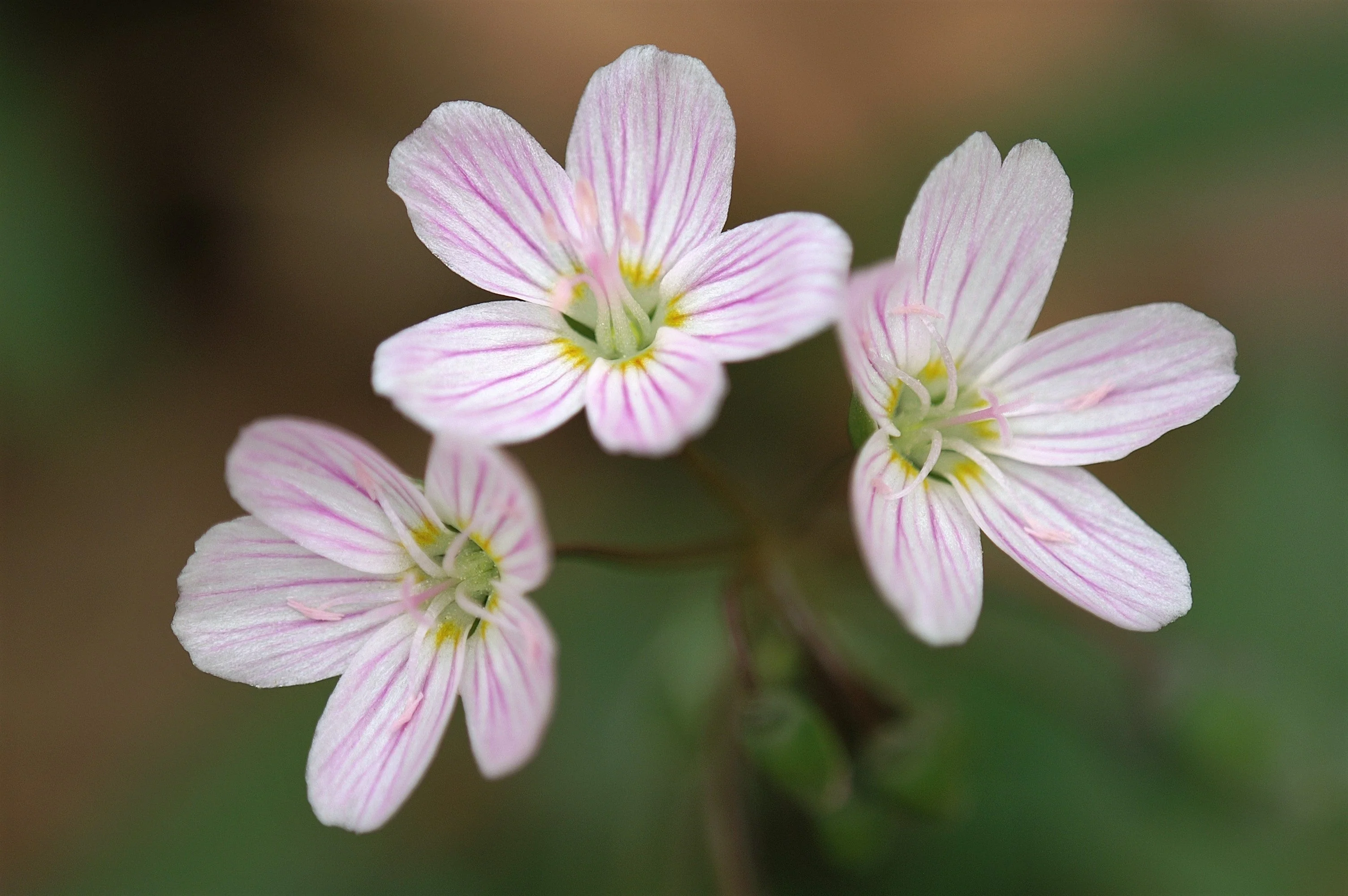20 VIRGINIA SPRING BEAUTY Claytonia Virginica Eastern Fairy Pink Striped Native Grass Shade Flower Herb Seeds - Image 4