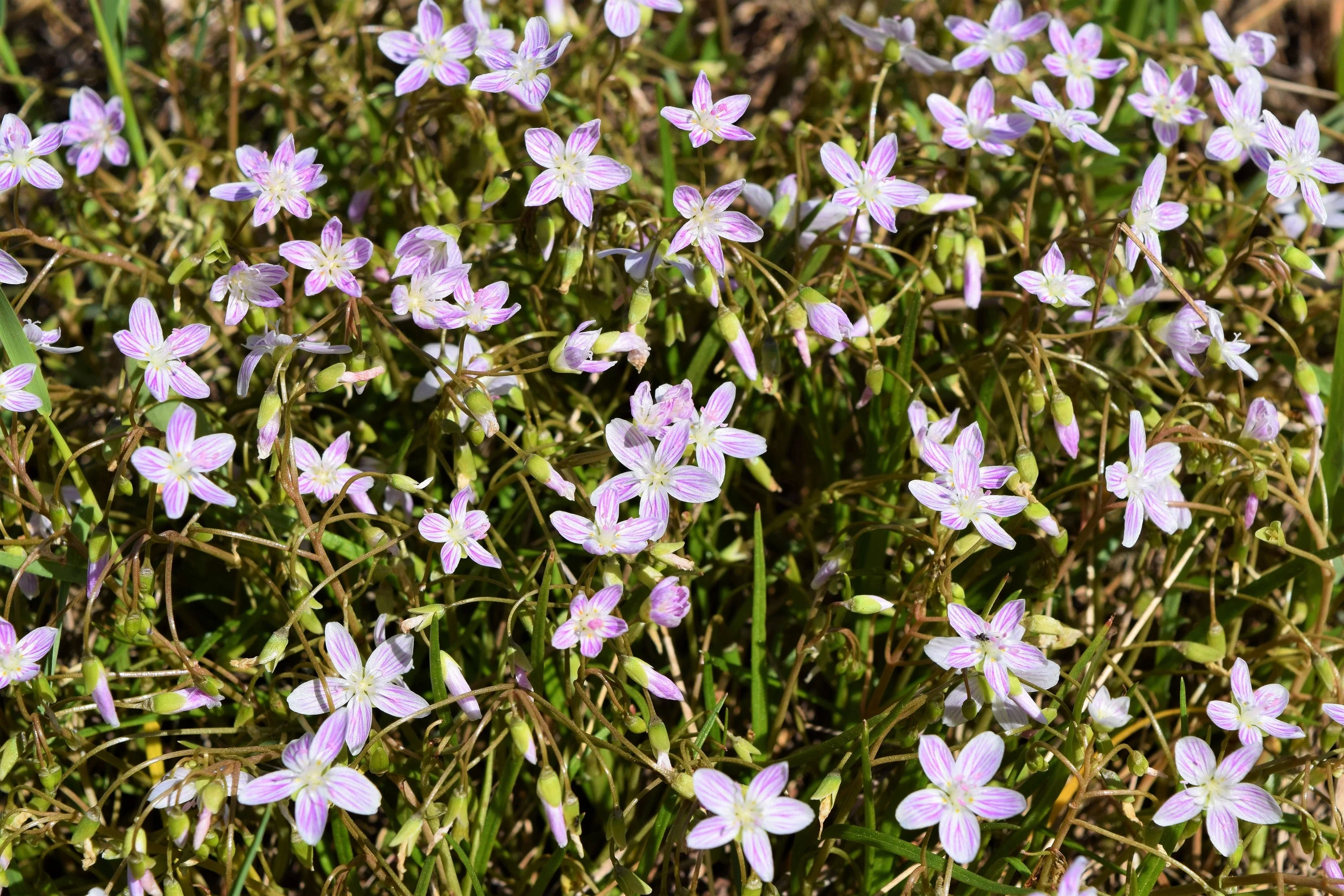 20 VIRGINIA SPRING BEAUTY Claytonia Virginica Eastern Fairy Pink Striped Native Grass Shade Flower Herb Seeds - Image 5