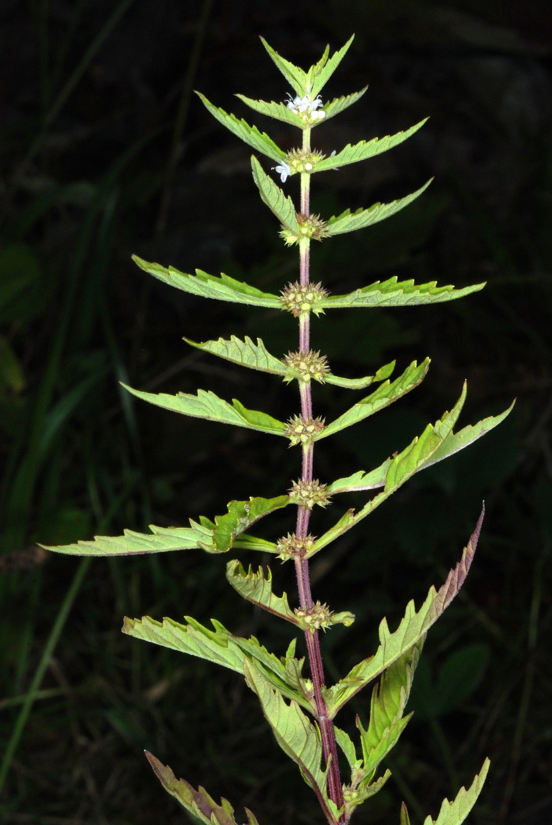 20 WATER HOREHOUND Lycopus Americanus American Bugleweed Herb Flower Seeds - Image 5