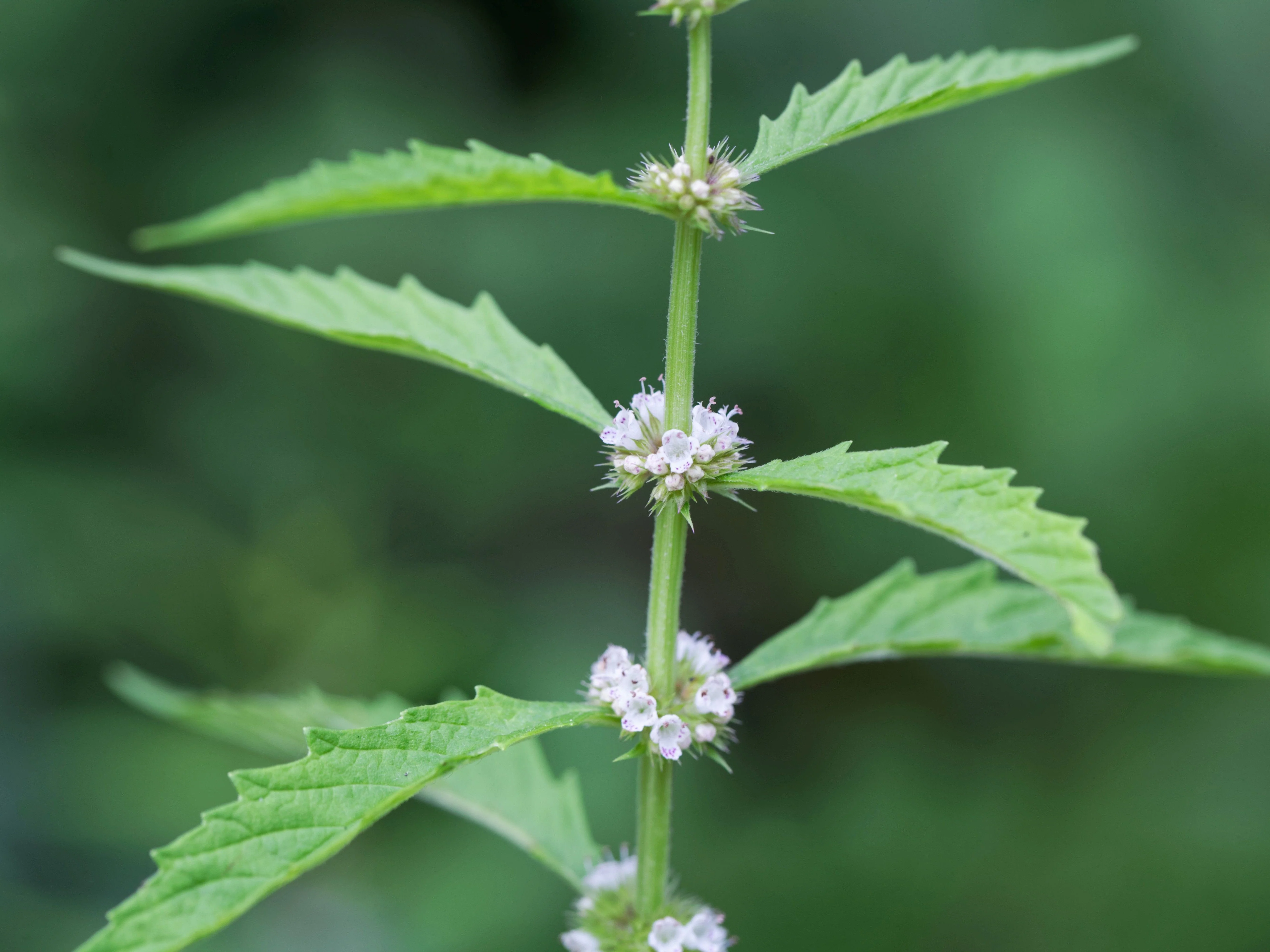 20 WATER HOREHOUND Lycopus Americanus American Bugleweed Herb Flower Seeds - Image 7