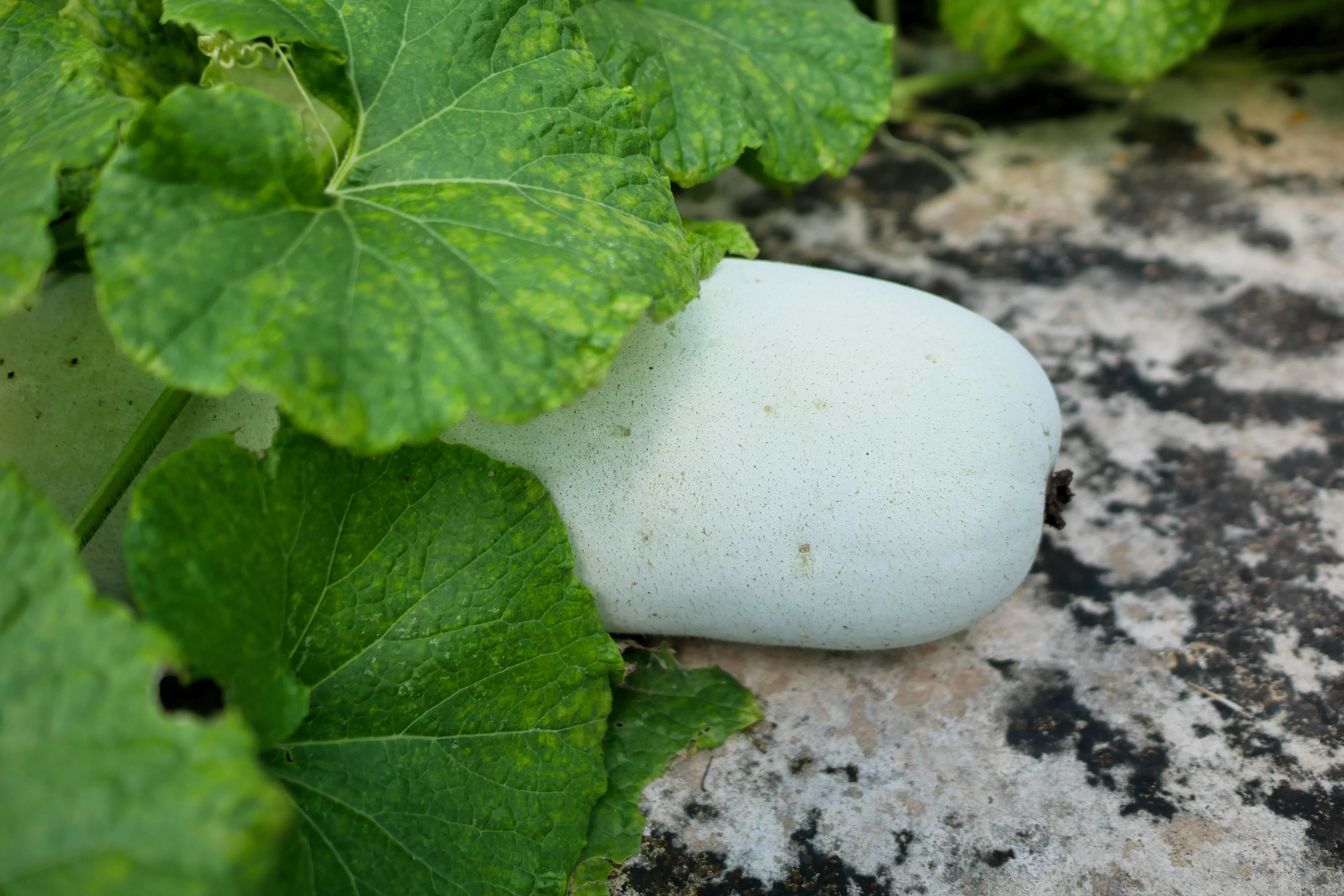 20 WAX GOURD Winter Melon White Ash Benincasa Hispida Vegetable Seeds - Image 3