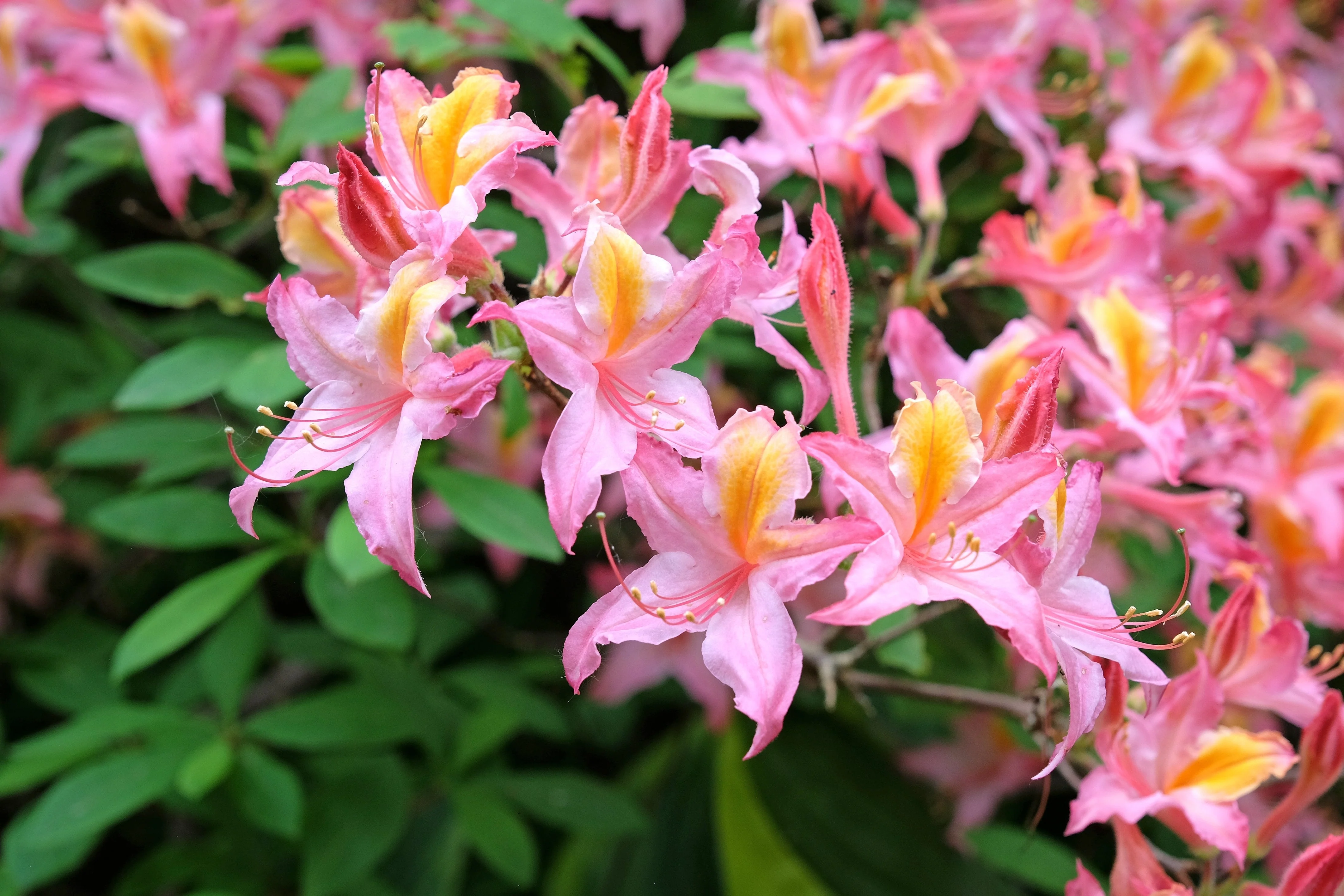 20 WESTERN AZALEA Pink White Yellow Shrub Flower Rhododendron Occidentale Seeds - Image 2